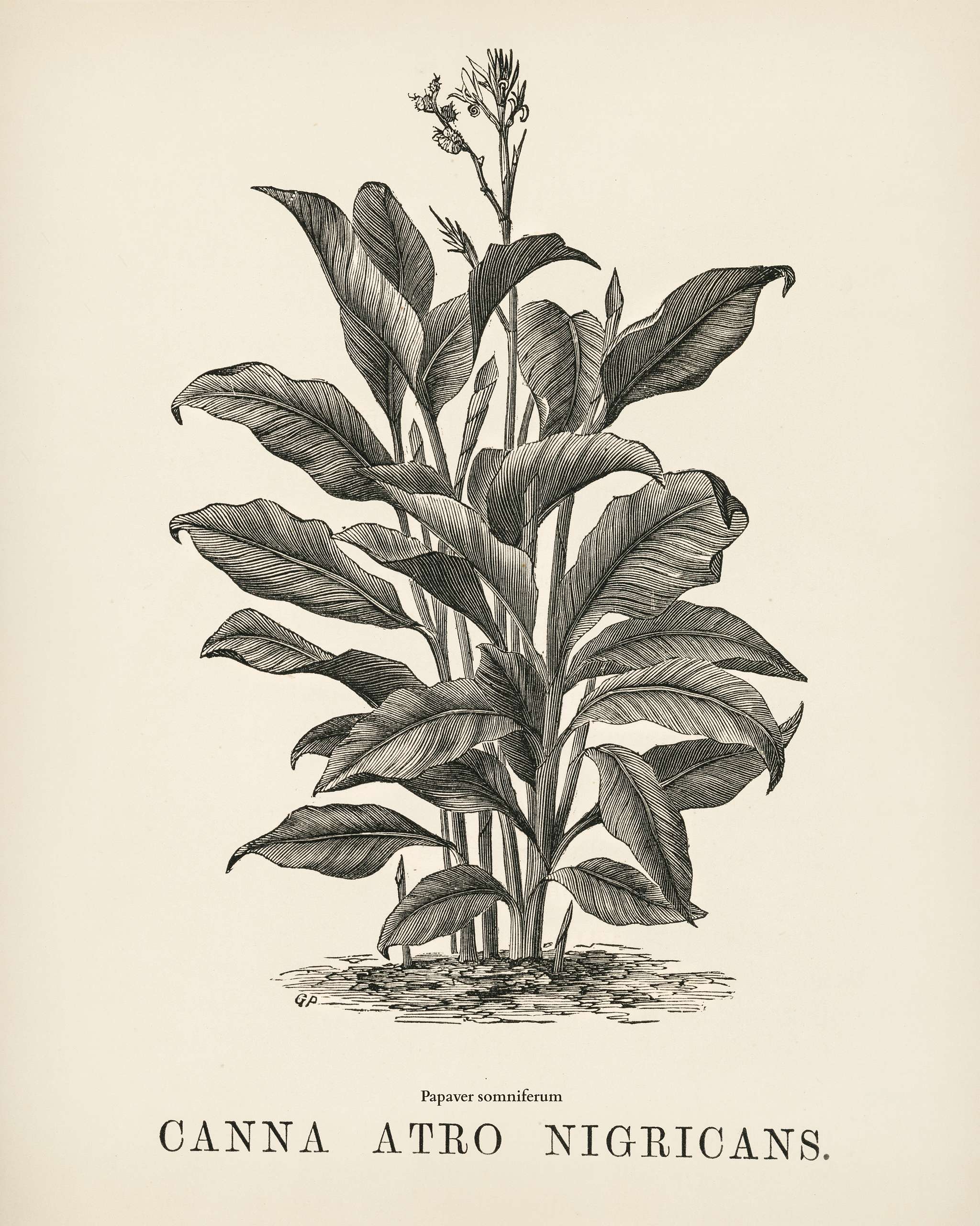 Indian Canna (Canna atro nigricans) engraved by Benjamin Fawcett (1808-1893) for Shirley Hibberd’s (1825-1890) New and... Indian Canna (Canna atro nigricans) engraved by Benjamin Fawcett (1808-1893) for Shirley Hibberd’s (1825-1890) New and...