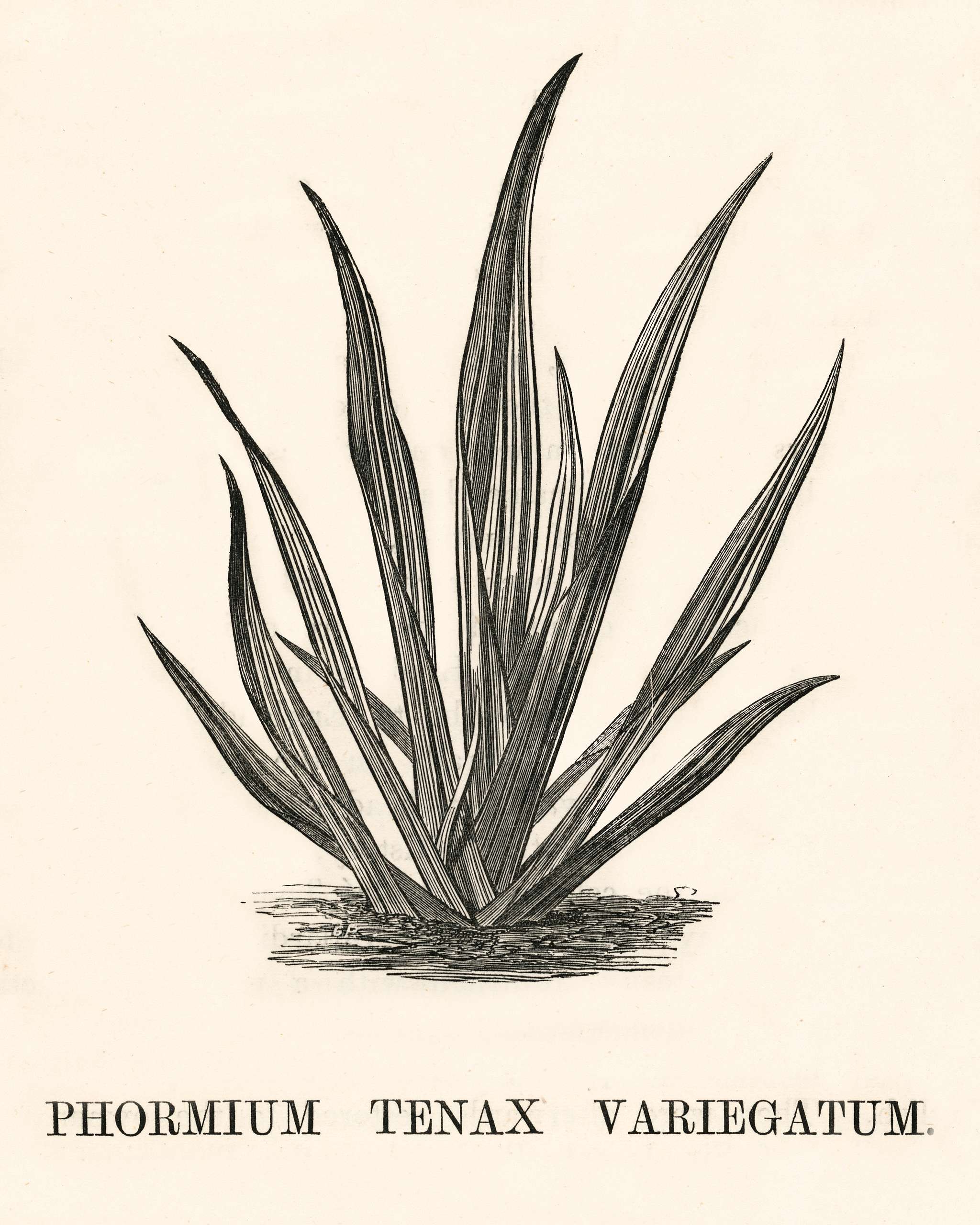 Variegated New Zealand Flax (Phormium Tenax Variegatum) engraved by Benjamin Fawcett (1808-1893) for Shirley Hibberd’s... Variegated New Zealand Flax (Phormium Tenax Variegatum) engraved by Benjamin Fawcett (1808-1893) for Shirley Hibberd’s...