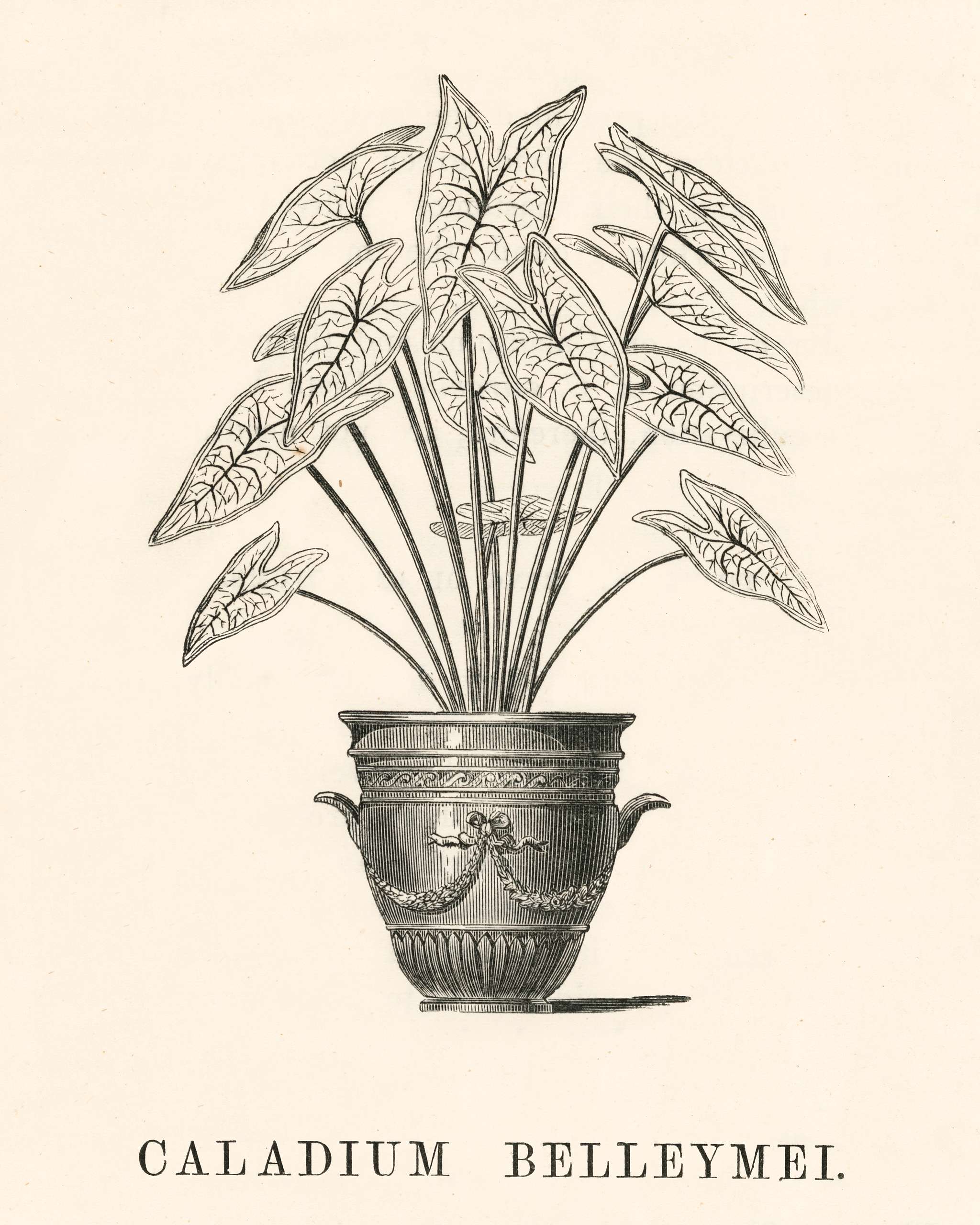 Angel Wings (Caladium Belleymei) engraved by Benjamin Fawcett (1808-1893) for Shirley Hibberd’s (1825-1890) New and... Angel Wings (Caladium Belleymei) engraved by Benjamin Fawcett (1808-1893) for Shirley Hibberd’s (1825-1890) New and...