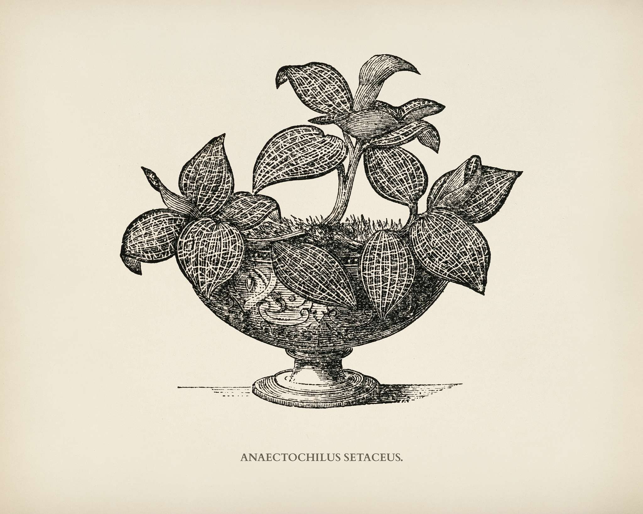 Anaectochilus Setaceus engraved by Benjamin Fawcett (1808-1893) for Shirley Hibberd’s (1825-1890) New and Rare... Anaectochilus Setaceus engraved by Benjamin Fawcett (1808-1893) for Shirley Hibberd’s (1825-1890) New and Rare...