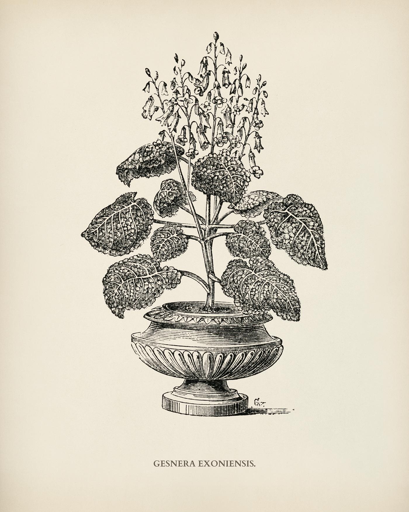 Genera exoniensis engraved by Benjamin Fawcett (1808-1893) for Shirley Hibberd’s (1825-1890) New and Rare Beautiful-... Genera exoniensis engraved by Benjamin Fawcett (1808-1893) for Shirley Hibberd’s (1825-1890) New and Rare Beautiful-...