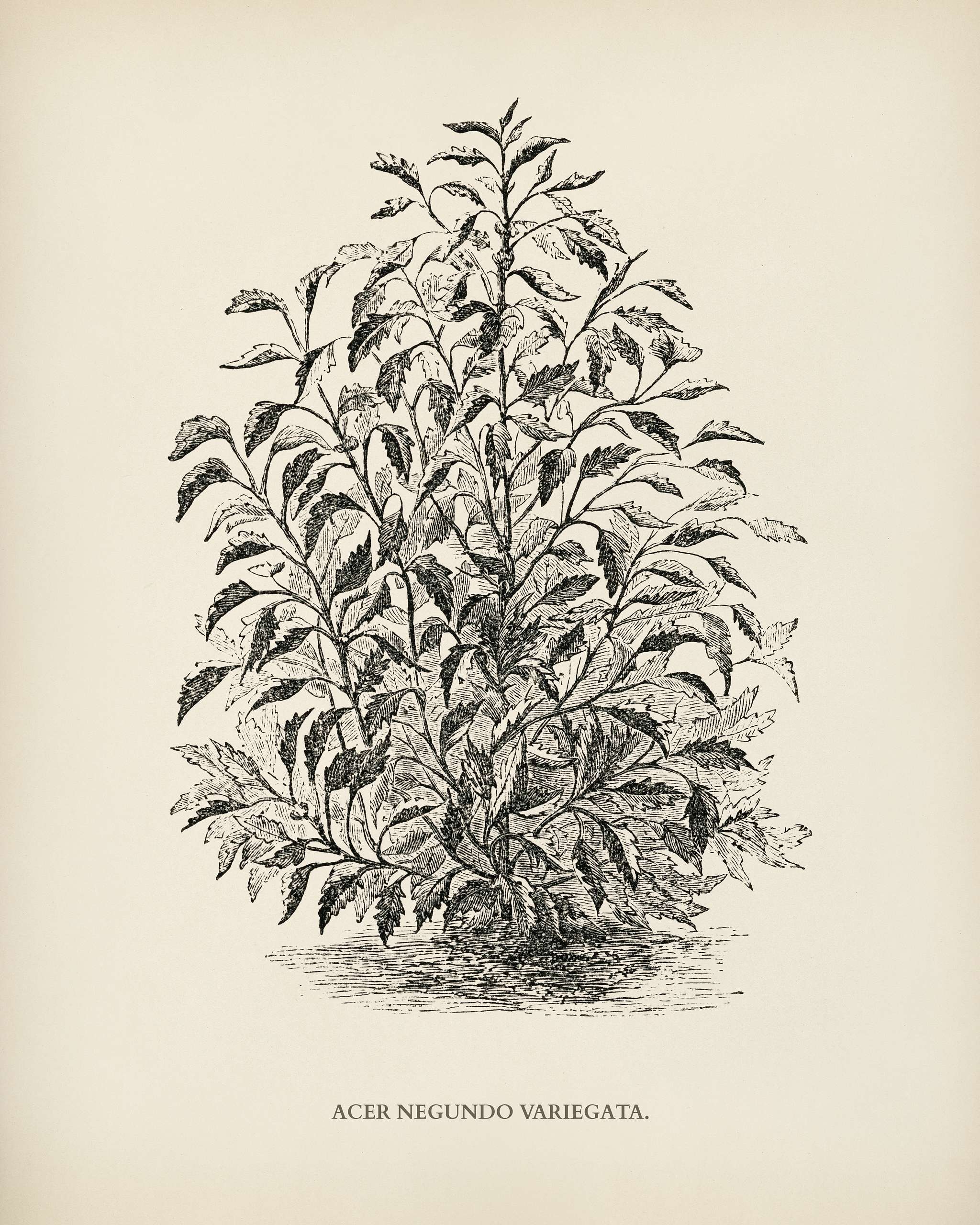 Box elder (Acer negundo variegata) engraved by Benjamin Fawcett (1808-1893) for Shirley Hibberd’s (1825-1890) New and... Box elder (Acer negundo variegata) engraved by Benjamin Fawcett (1808-1893) for Shirley Hibberd’s (1825-1890) New and...