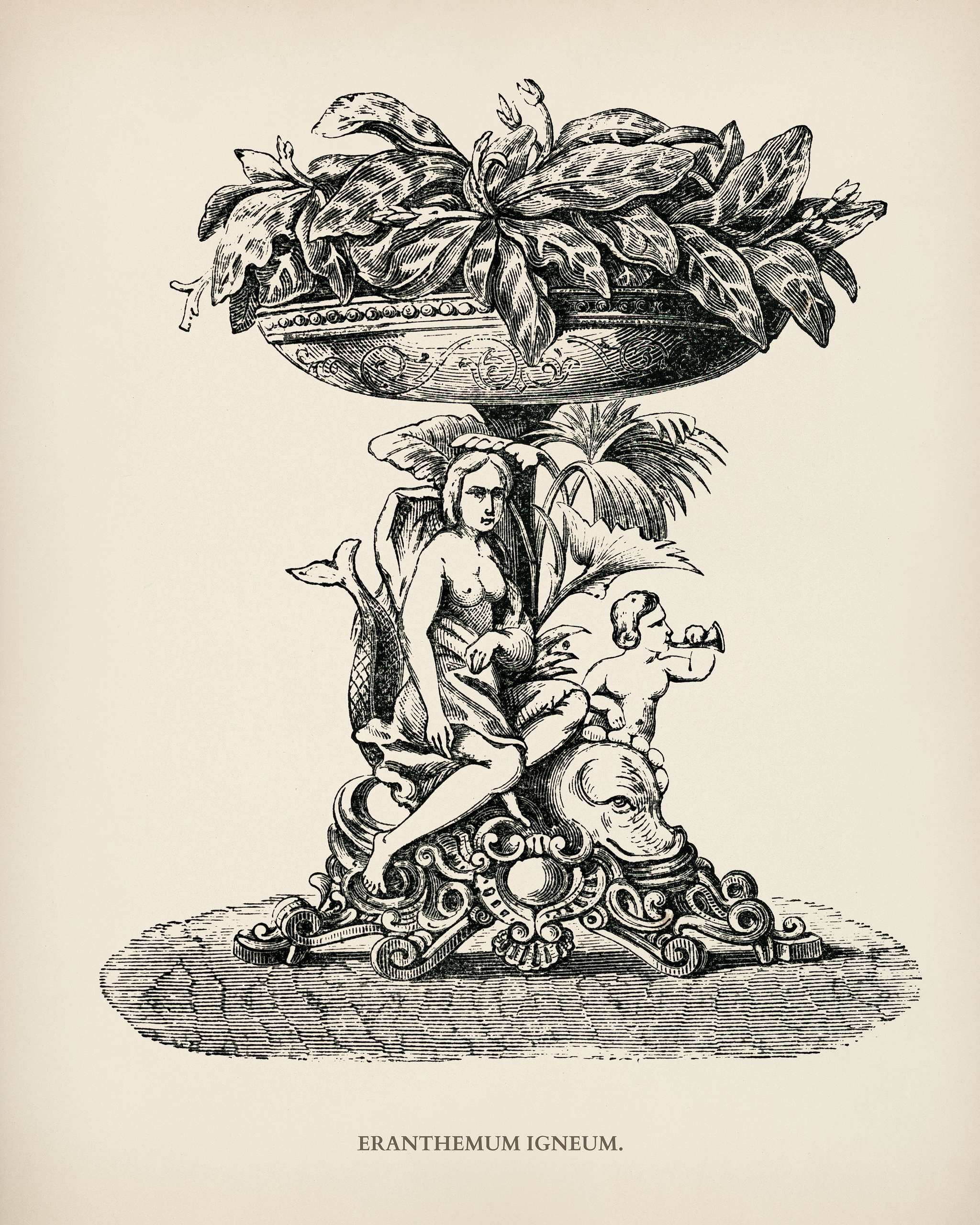 Eranthemum igneum engraved by Benjamin Fawcett (1808-1893) for Shirley Hibberd’s (1825-1890) New and Rare Beautiful-... Eranthemum igneum engraved by Benjamin Fawcett (1808-1893) for Shirley Hibberd’s (1825-1890) New and Rare Beautiful-...