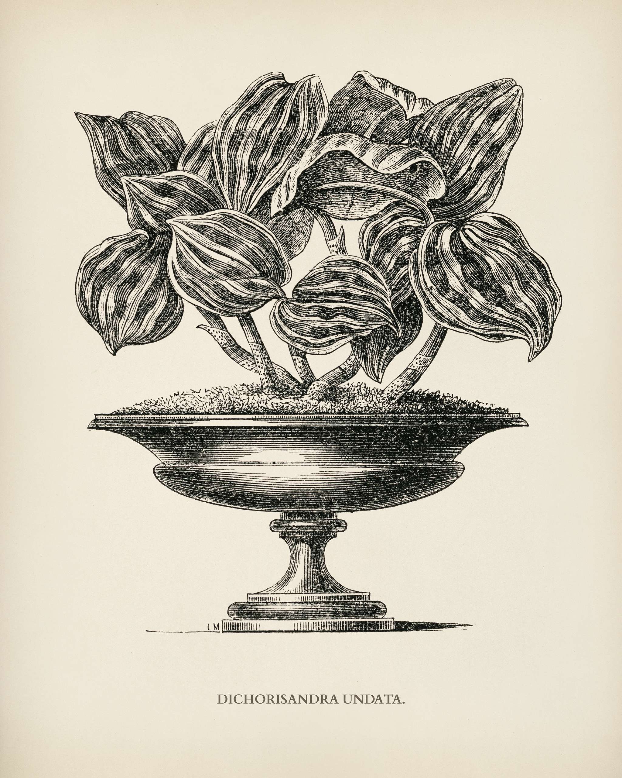 Dichorisandra Undata engraved by Benjamin Fawcett (1808-1893) for Shirley Hibberd’s (1825-1890) New and Rare Beautiful... Dichorisandra Undata engraved by Benjamin Fawcett (1808-1893) for Shirley Hibberd’s (1825-1890) New and Rare Beautiful...