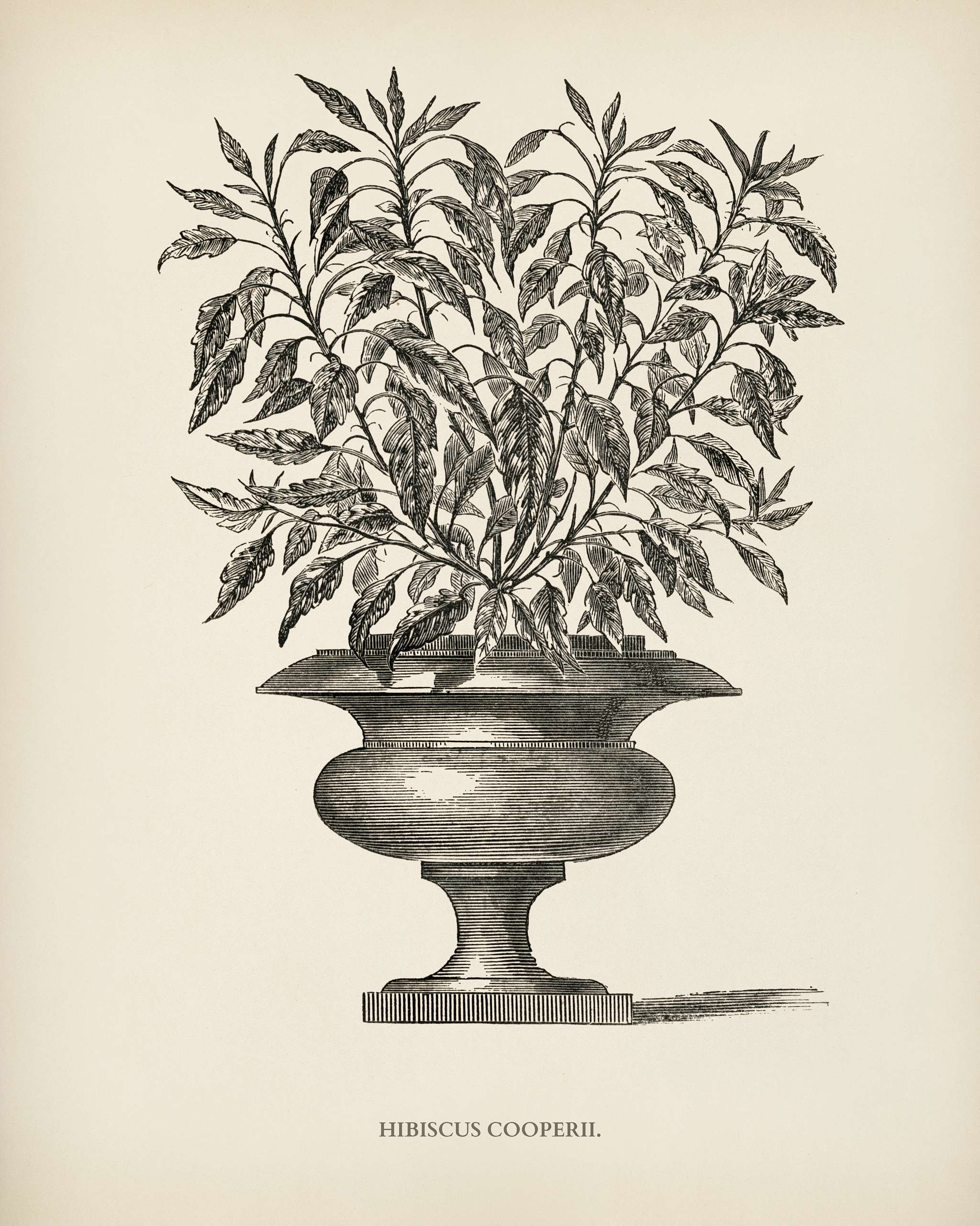 Hibiscus Cooperi engraved by Benjamin Fawcett (1808-1893) for Shirley Hibberd’s (1825-1890) New and Rare Beautiful-... Hibiscus Cooperi engraved by Benjamin Fawcett (1808-1893) for Shirley Hibberd’s (1825-1890) New and Rare Beautiful-...