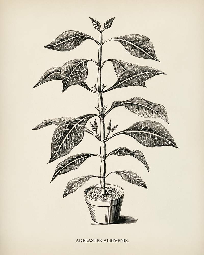 Free royalty image about Adelaster Albivenis engraved by Benjamin Fawcett (1808-1893) for Shirley Hibberd’s (1825-1890) New and Rare Beautiful… Adelaster Albivenis engraved by Benjamin Fawcett (1808-1893) for Shirley Hibberd’s (1825-1890) New and Rare Beautiful…