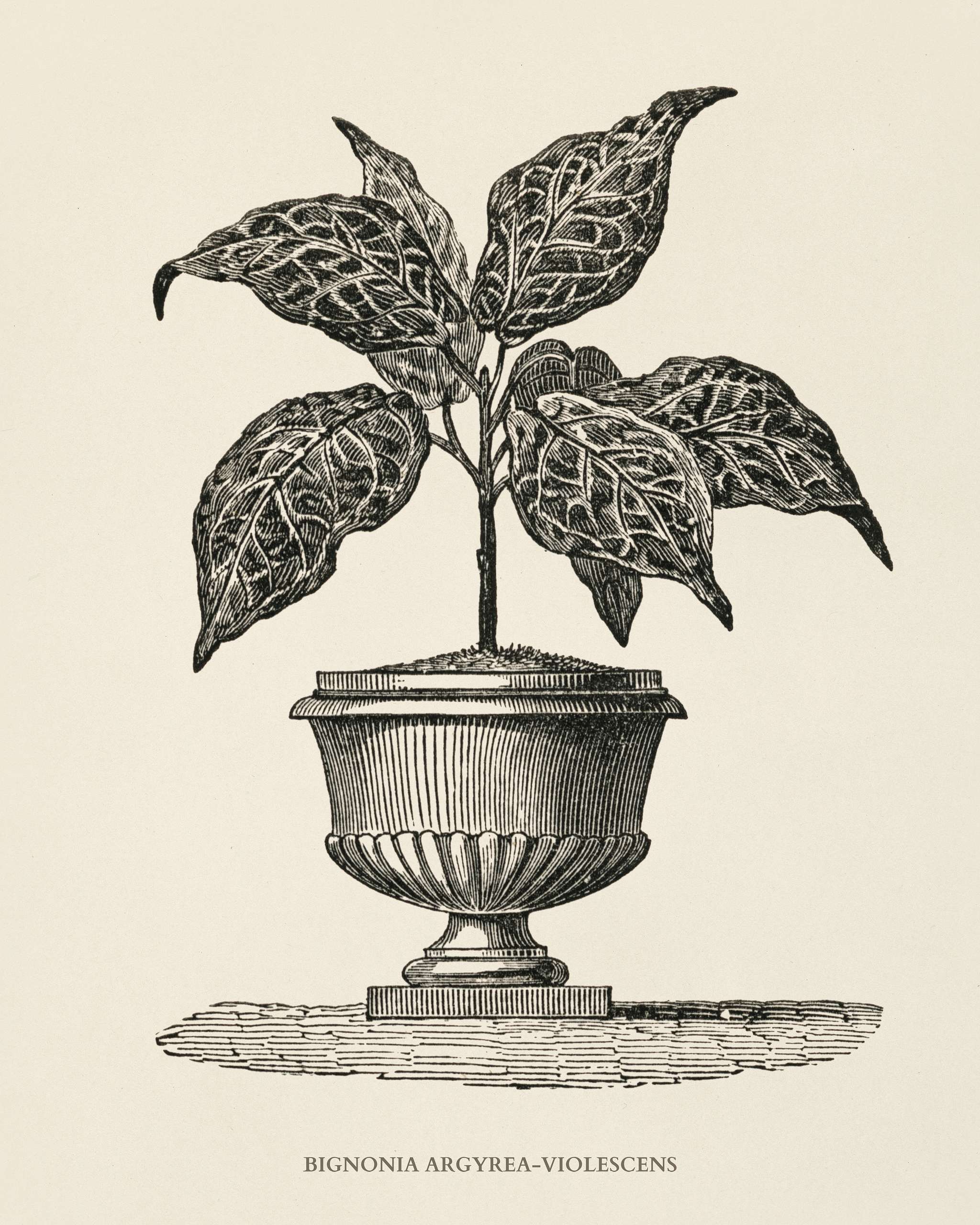 Bignonia Argyrea Violescens engraved by Benjamin Fawcett (1808-1893) for Shirley Hibberd’s (1825-1890) New and Rare... Bignonia Argyrea Violescens engraved by Benjamin Fawcett (1808-1893) for Shirley Hibberd’s (1825-1890) New and Rare...