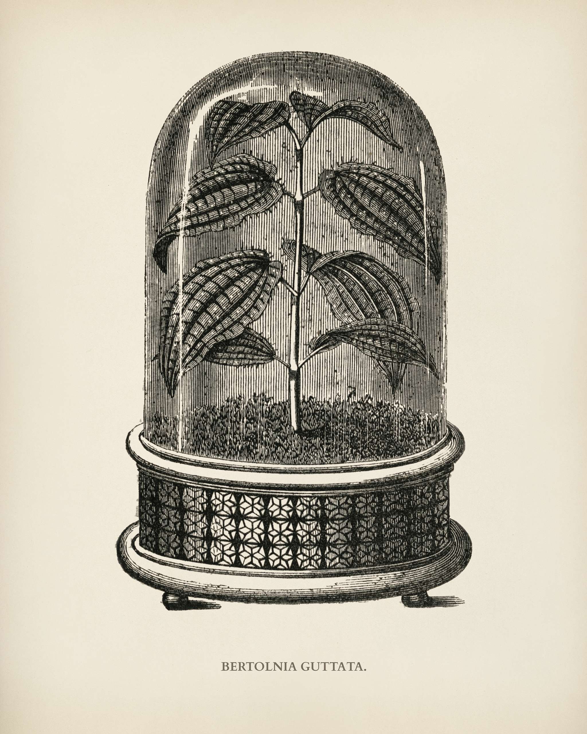 Bertolonia Guttata engraved by Benjamin Fawcett (1808-1893) for Shirley Hibberd’s (1825-1890) New and Rare Beautiful-... Bertolonia Guttata engraved by Benjamin Fawcett (1808-1893) for Shirley Hibberd’s (1825-1890) New and Rare Beautiful-...