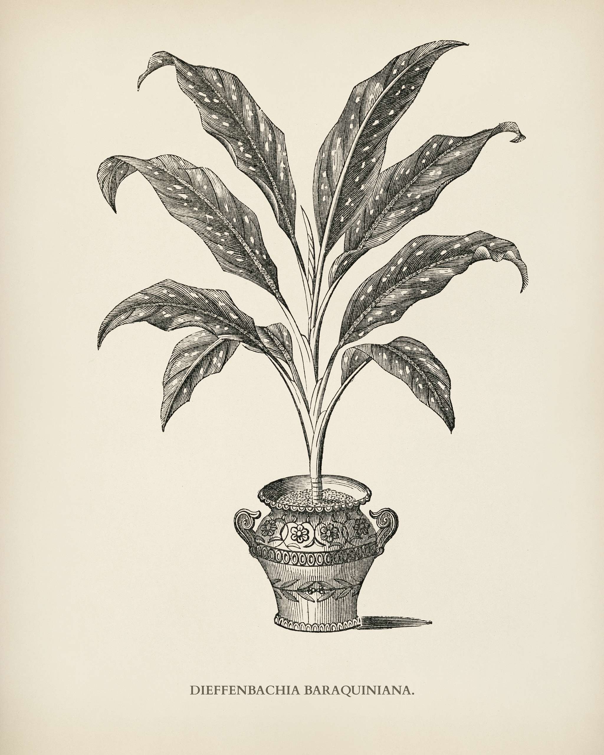 Dieffenbachia Baraquiniana engraved by Benjamin Fawcett (1808-1893) for Shirley Hibberd’s (1825-1890) New and Rare... Dieffenbachia Baraquiniana engraved by Benjamin Fawcett (1808-1893) for Shirley Hibberd’s (1825-1890) New and Rare...