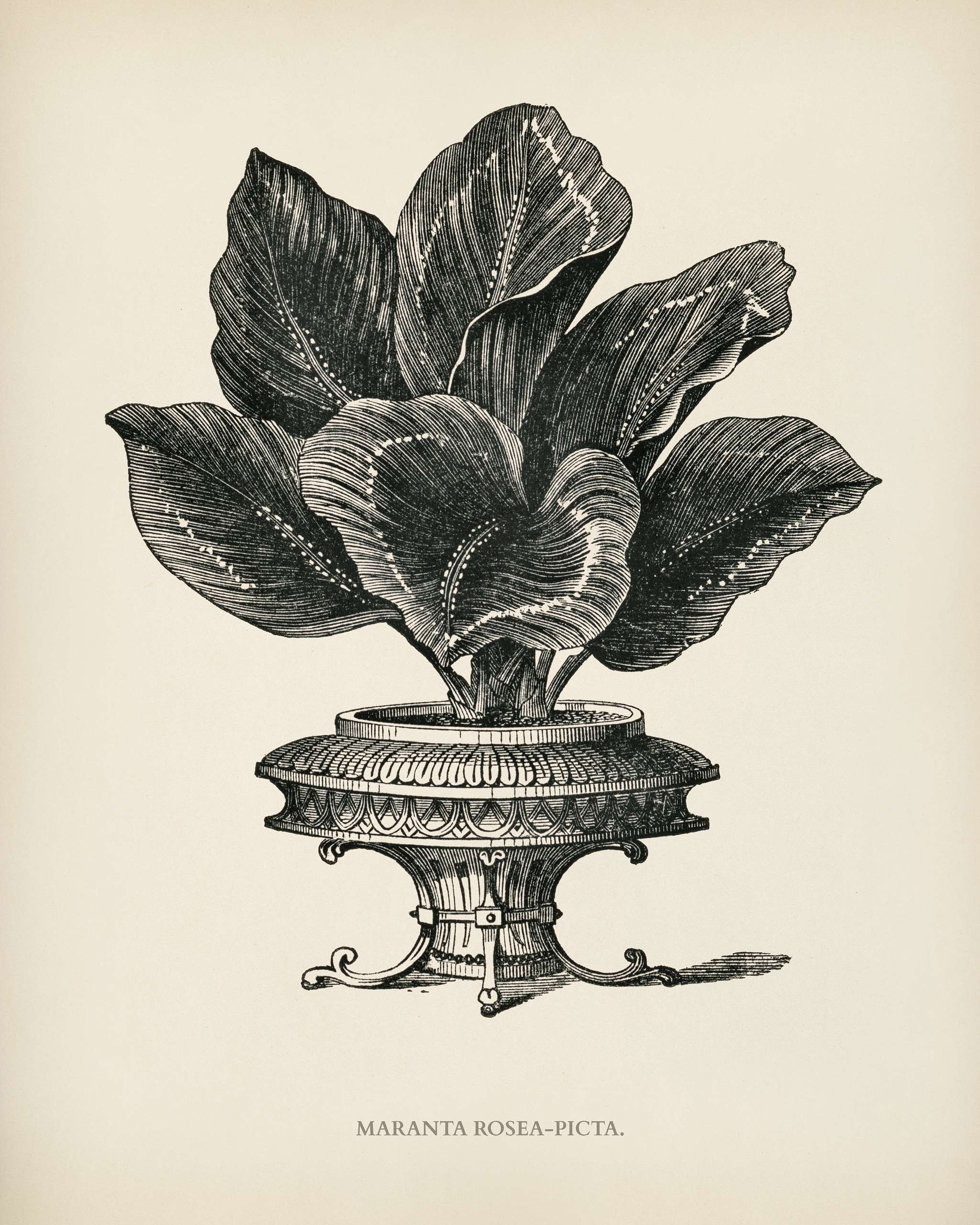 Maranta Rosea Picta engraved by Benjamin Fawcett (1808-1893) for Shirley Hibberd’s (1825-1890) New and Rare Beautiful-... Maranta Rosea Picta engraved by Benjamin Fawcett (1808-1893) for Shirley Hibberd’s (1825-1890) New and Rare Beautiful-...