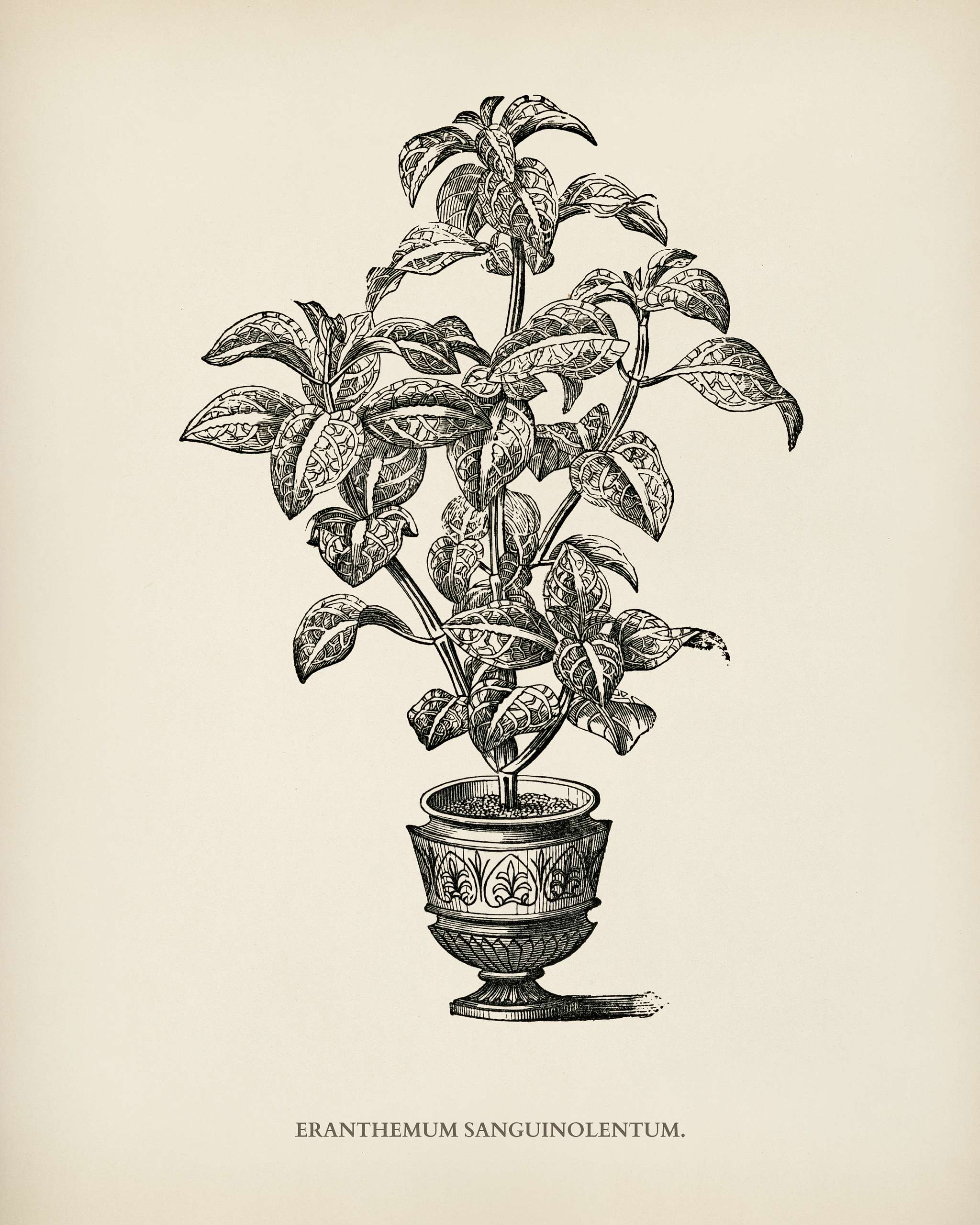 Eranthemum Sanguinolenthum engraved by Benjamin Fawcett (1808-1893) for Shirley Hibberd’s (1825-1890) New and Rare... Eranthemum Sanguinolenthum engraved by Benjamin Fawcett (1808-1893) for Shirley Hibberd’s (1825-1890) New and Rare...