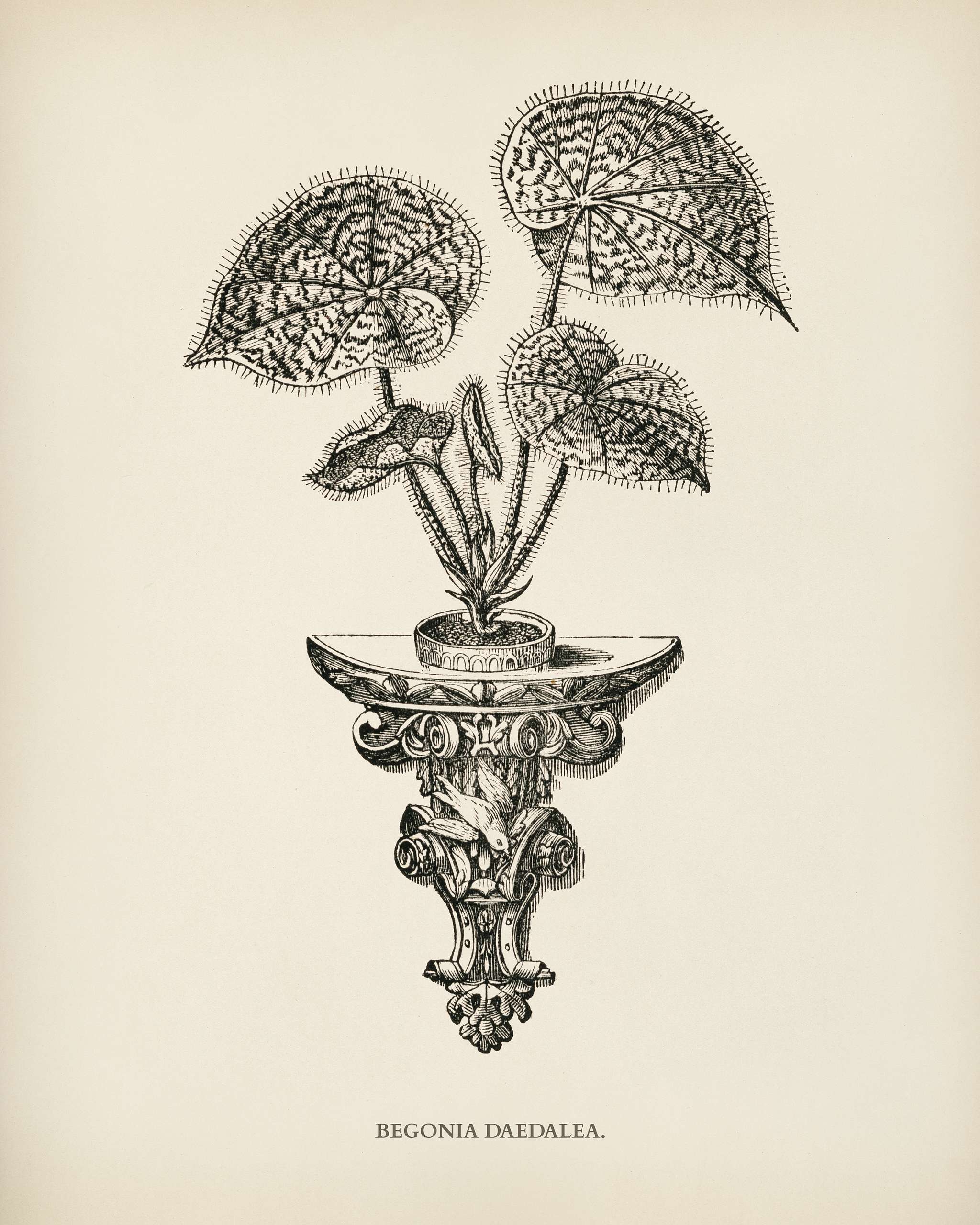 Begonia Daedalea engraved by Benjamin Fawcett (1808-1893) for Shirley Hibberd’s (1825-1890) New and Rare Beautiful-... Begonia Daedalea engraved by Benjamin Fawcett (1808-1893) for Shirley Hibberd’s (1825-1890) New and Rare Beautiful-...