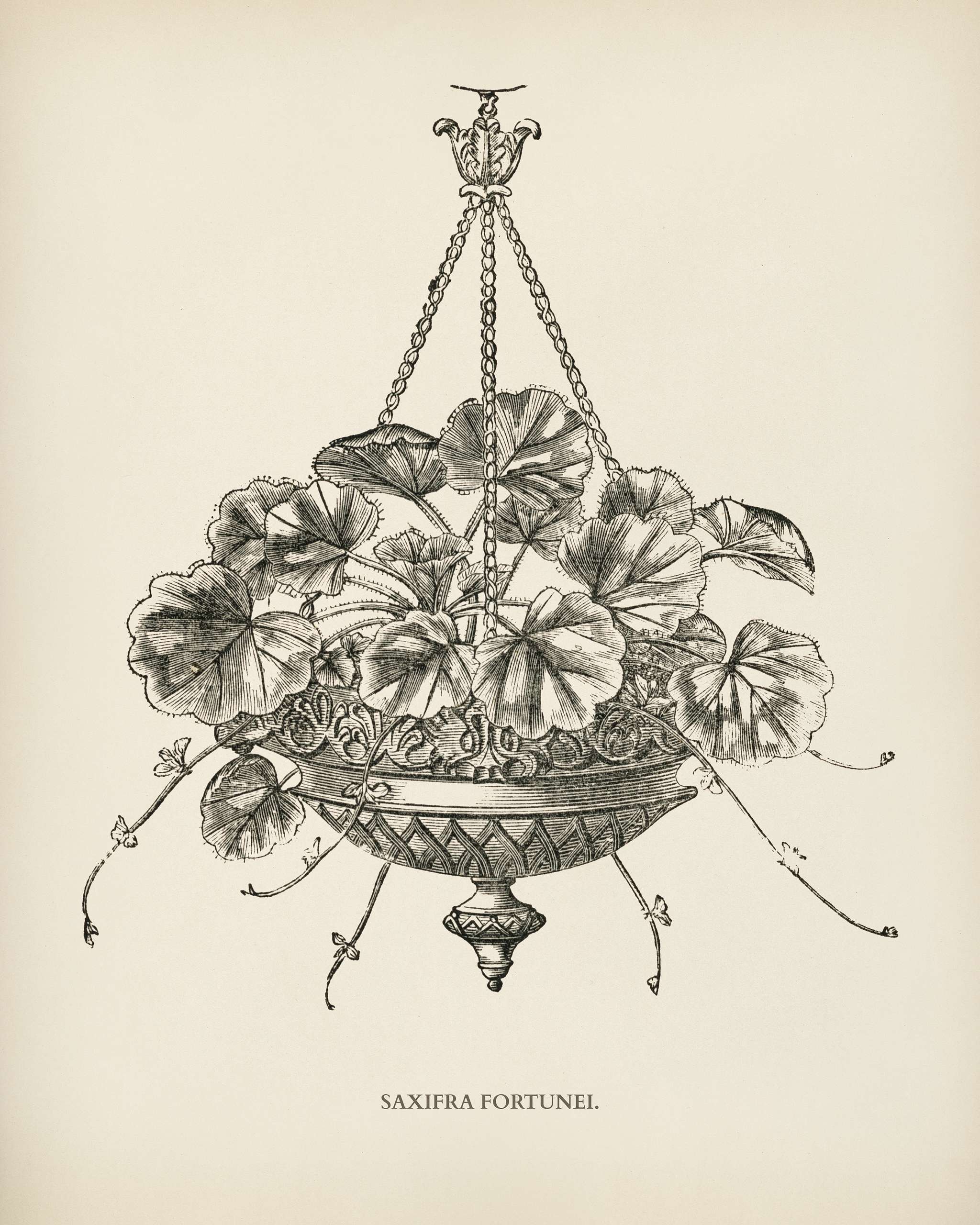 Saxifra Fortunei engraved by Benjamin Fawcett (1808-1893) for Shirley Hibberd’s (1825-1890) New and Rare Beautiful-... Saxifra Fortunei engraved by Benjamin Fawcett (1808-1893) for Shirley Hibberd’s (1825-1890) New and Rare Beautiful-...