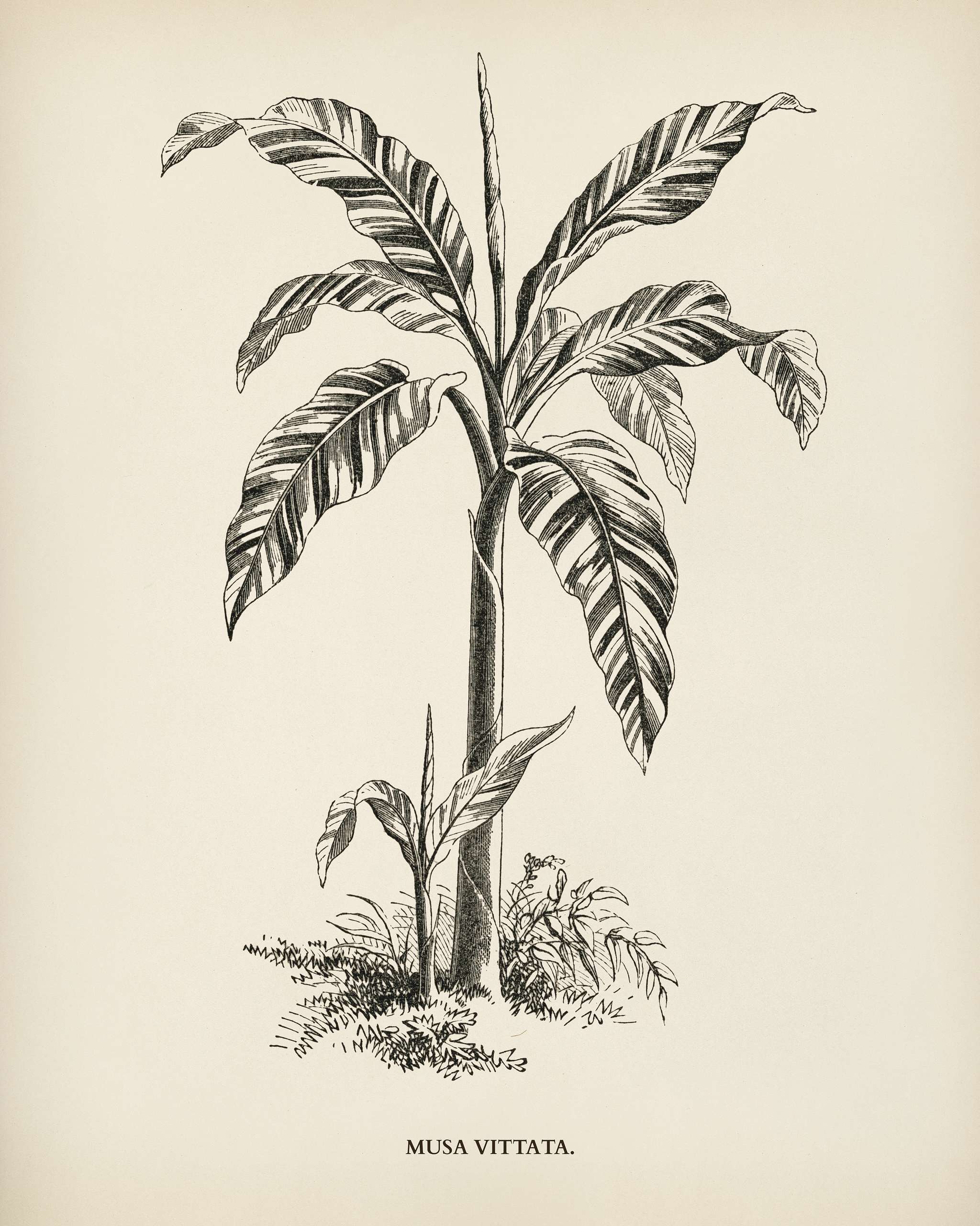 Musa Vittata engraved by Benjamin Fawcett (1808-1893) for Shirley Hibberd’s (1825-1890) New and Rare Beautiful-Leaved... Musa Vittata engraved by Benjamin Fawcett (1808-1893) for Shirley Hibberd’s (1825-1890) New and Rare Beautiful-Leaved...