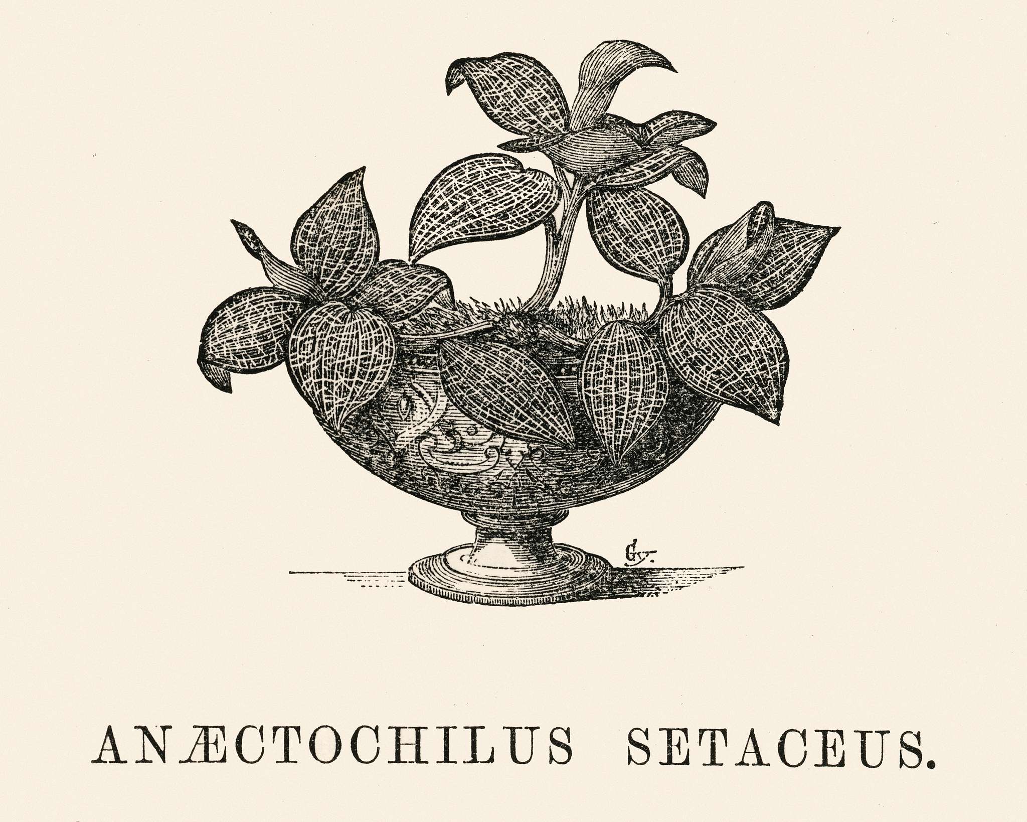 Anaectochilus Setaceus engraved by Benjamin Fawcett (1808-1893) for Shirley Hibberd’s (1825-1890) New and Rare... Anaectochilus Setaceus engraved by Benjamin Fawcett (1808-1893) for Shirley Hibberd’s (1825-1890) New and Rare...