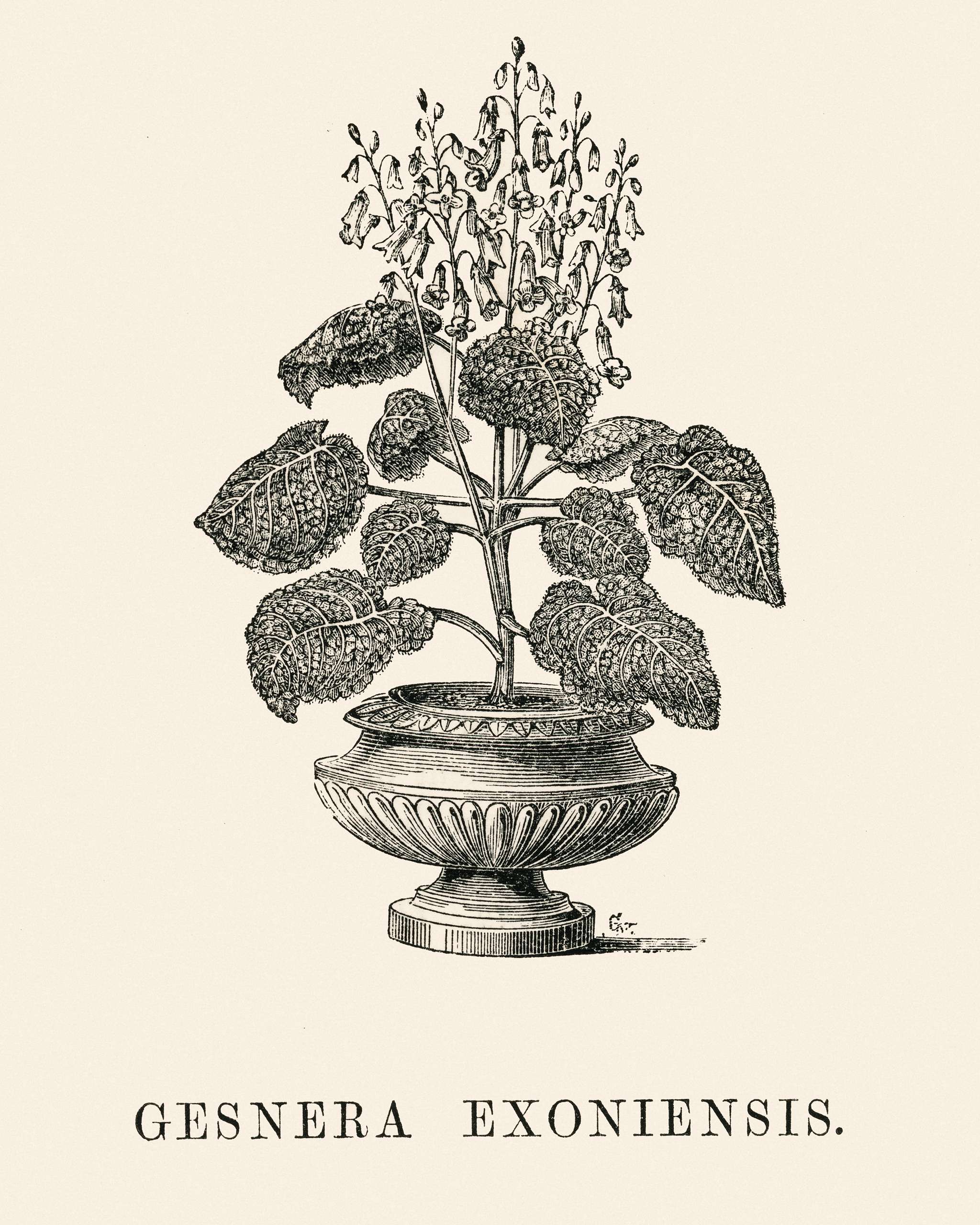 Gesnera Exoniensis engraved by Benjamin Fawcett (1808-1893) for Shirley Hibberd’s (1825-1890) New and Rare Beautiful-... Gesnera Exoniensis engraved by Benjamin Fawcett (1808-1893) for Shirley Hibberd’s (1825-1890) New and Rare Beautiful-...
