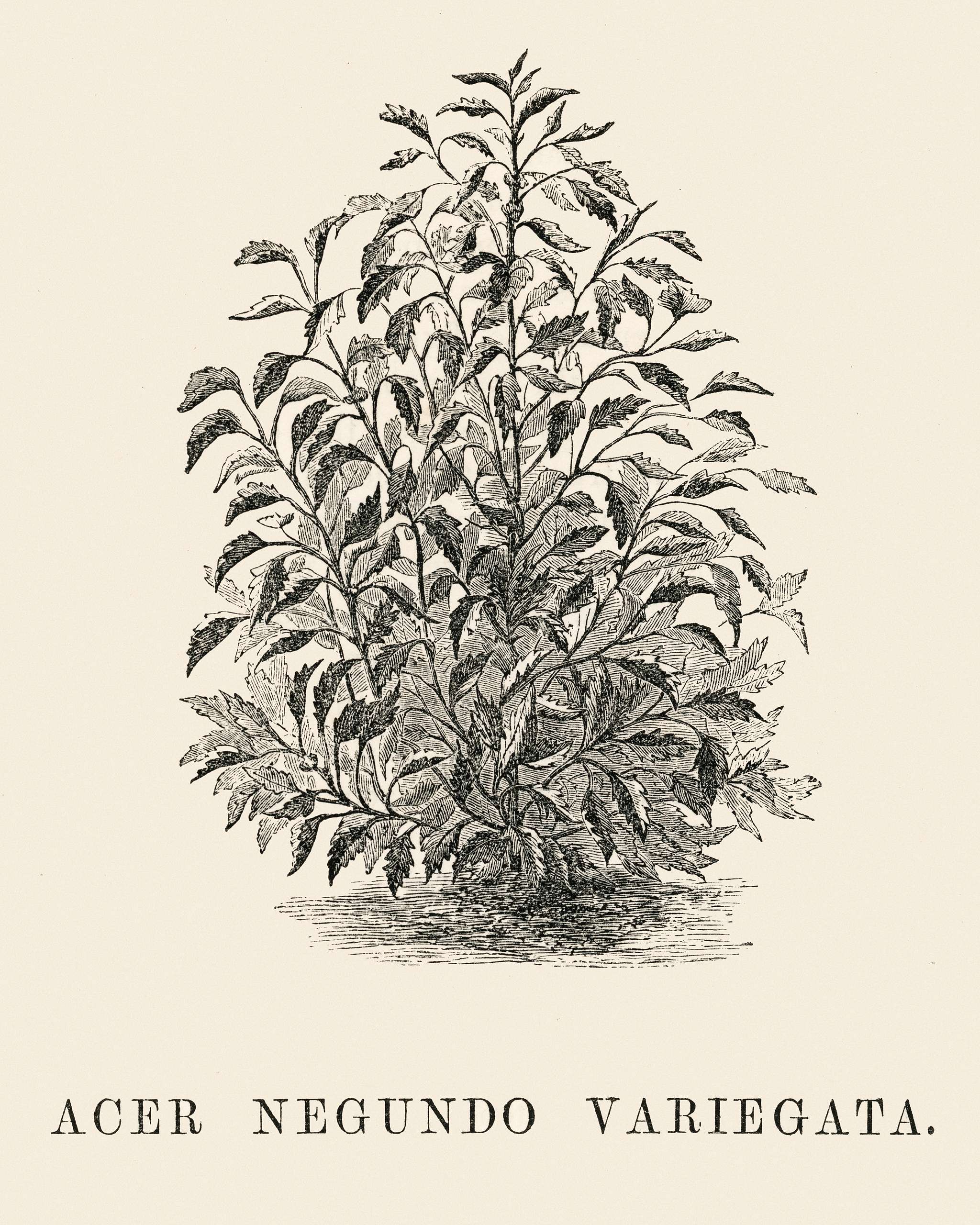 Acer Negundo Variegata engraved by Benjamin Fawcett (1808-1893) for Shirley Hibberd’s (1825-1890) New and Rare... Acer Negundo Variegata engraved by Benjamin Fawcett (1808-1893) for Shirley Hibberd’s (1825-1890) New and Rare...
