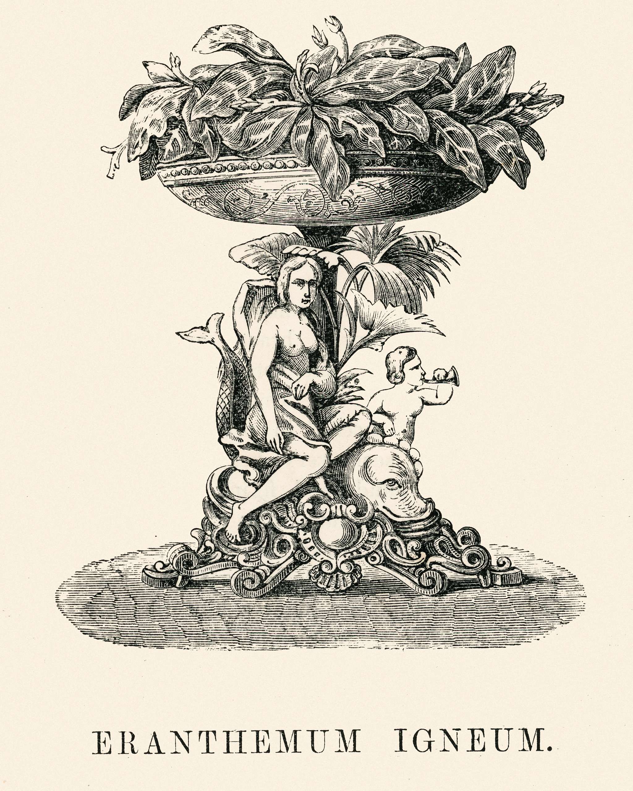 Eranthemum Igneum engraved by Benjamin Fawcett (1808-1893) for Shirley Hibberd’s (1825-1890) New and Rare Beautiful-... Eranthemum Igneum engraved by Benjamin Fawcett (1808-1893) for Shirley Hibberd’s (1825-1890) New and Rare Beautiful-...