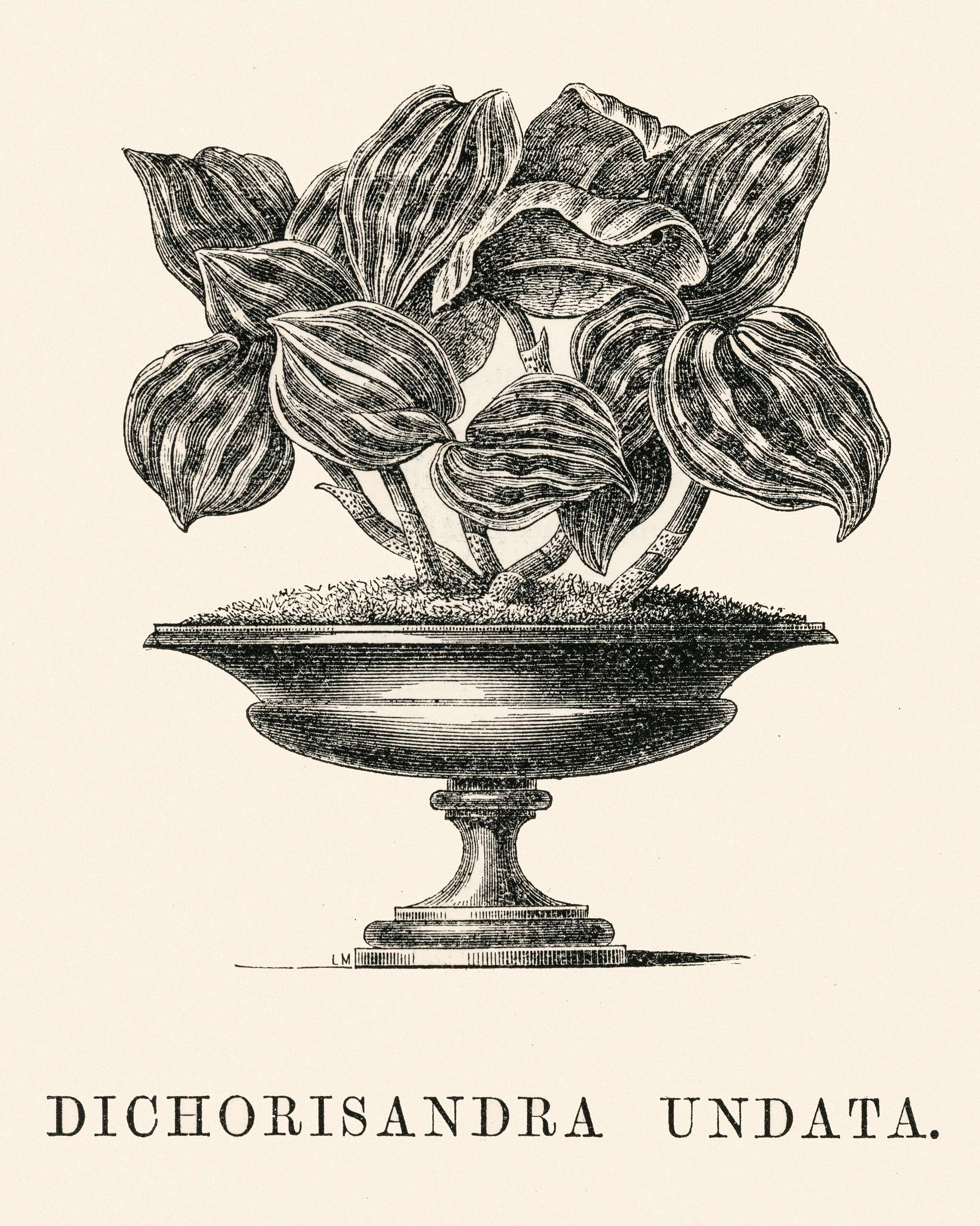 Dichorisandra Undata engraved by Benjamin Fawcett (1808-1893) for Shirley Hibberd’s (1825-1890) New and Rare Beautiful... Dichorisandra Undata engraved by Benjamin Fawcett (1808-1893) for Shirley Hibberd’s (1825-1890) New and Rare Beautiful...