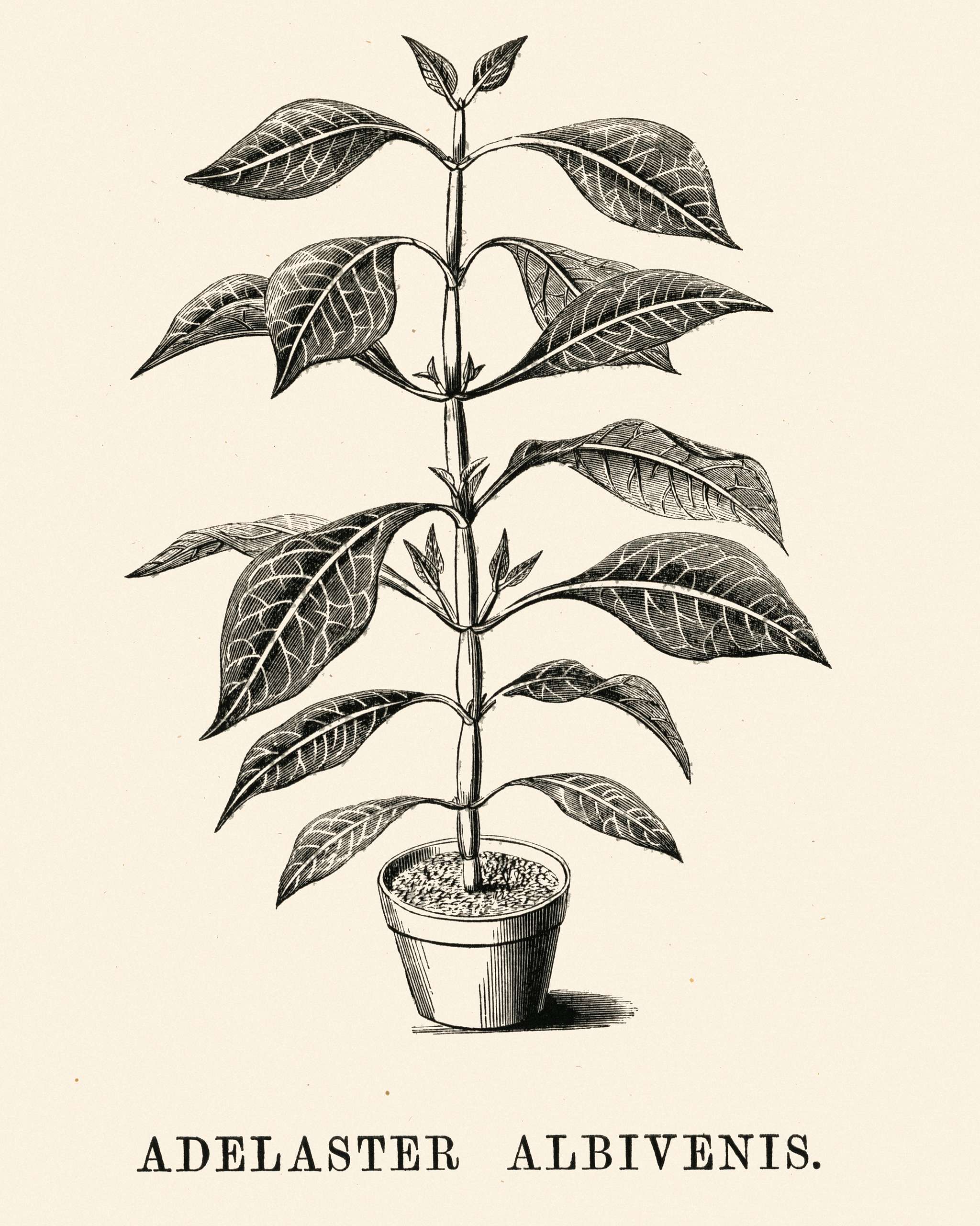 Adelaster Albivenis engraved by Benjamin Fawcett (1808-1893) for Shirley Hibberd’s (1825-1890) New and Rare Beautiful-... Adelaster Albivenis engraved by Benjamin Fawcett (1808-1893) for Shirley Hibberd’s (1825-1890) New and Rare Beautiful-...
