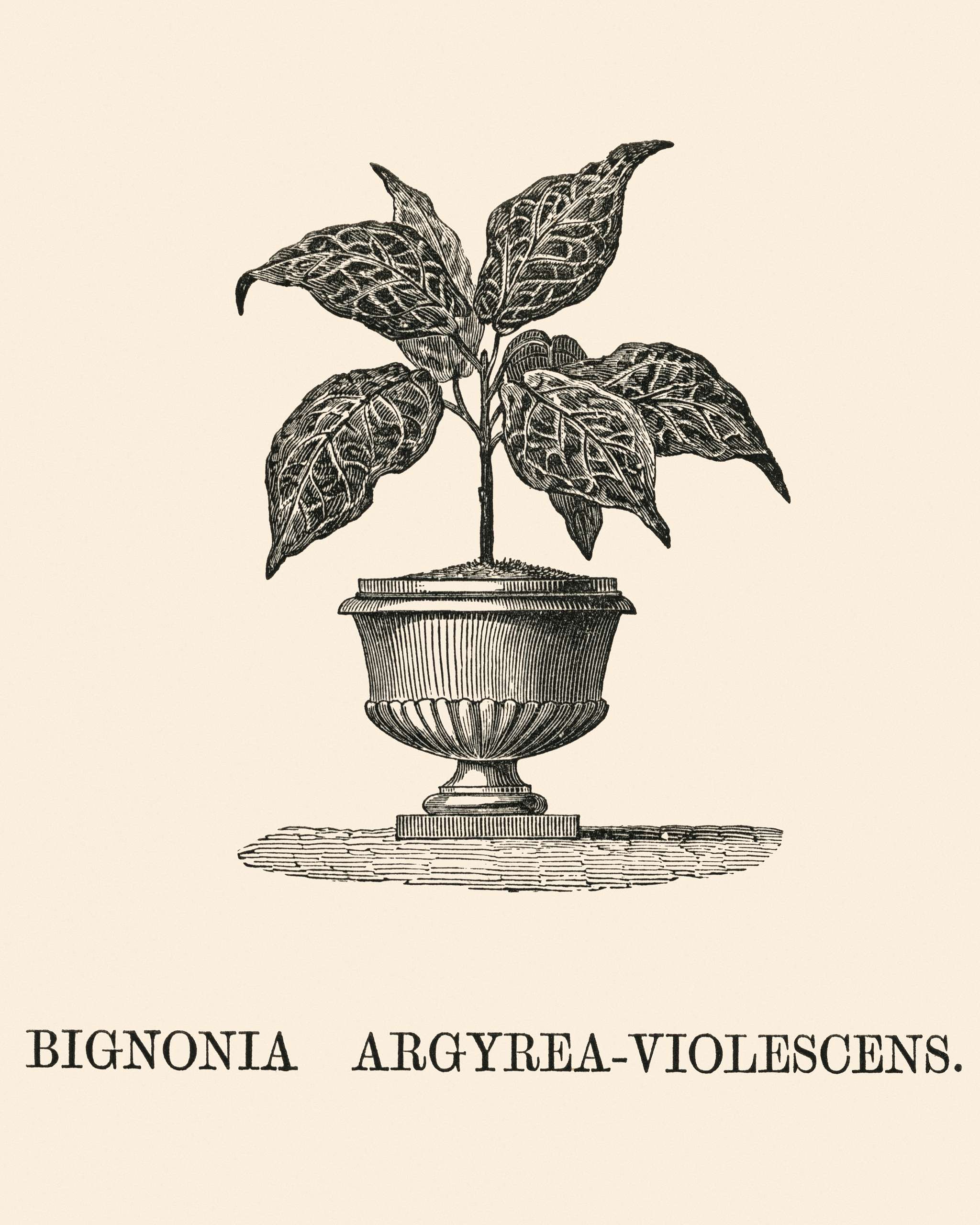 Bignonia Argyrea Violescens engraved by Benjamin Fawcett (1808-1893) for Shirley Hibberd’s (1825-1890) New and Rare... Bignonia Argyrea Violescens engraved by Benjamin Fawcett (1808-1893) for Shirley Hibberd’s (1825-1890) New and Rare...