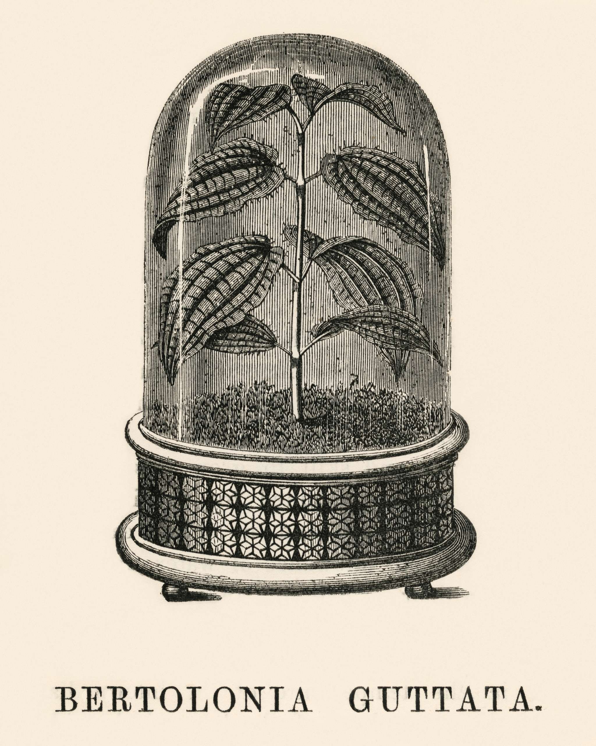 Bertolonia Guttata engraved by Benjamin Fawcett (1808-1893) for Shirley Hibberd’s (1825-1890) New and Rare Beautiful-... Bertolonia Guttata engraved by Benjamin Fawcett (1808-1893) for Shirley Hibberd’s (1825-1890) New and Rare Beautiful-...