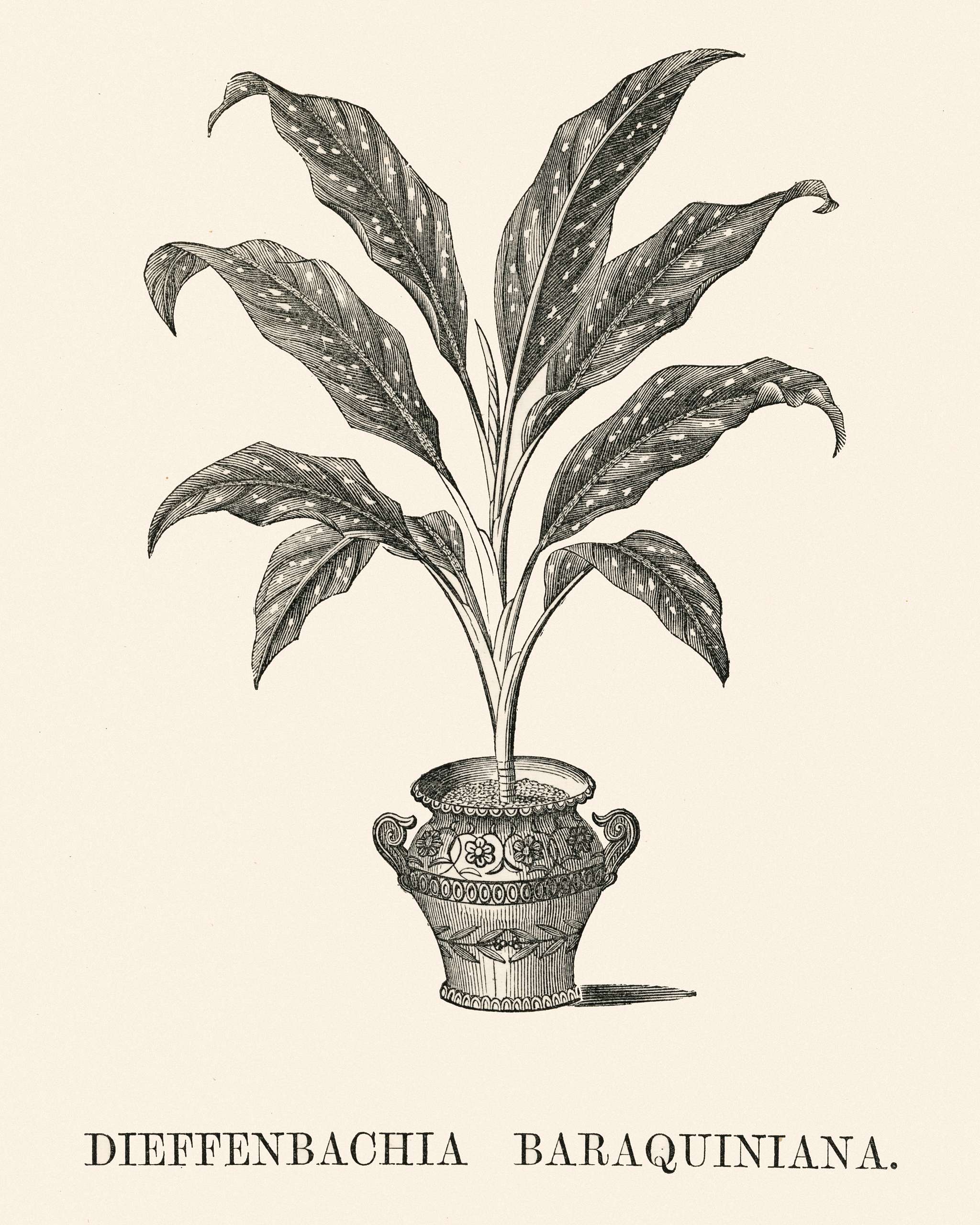 Dieffenbachia Baraquiniana engraved by Benjamin Fawcett (1808-1893) for Shirley Hibberd’s (1825-1890) New and Rare... Dieffenbachia Baraquiniana engraved by Benjamin Fawcett (1808-1893) for Shirley Hibberd’s (1825-1890) New and Rare...