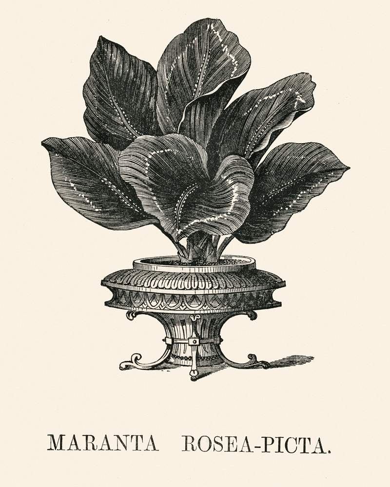 Free royalty image about Rose-painted calathea ( Maranta rosea -picta) engraved by Benjamin Fawcett (1808-1893) for Shirley Hibberd’s (1825… Rose-painted calathea ( Maranta rosea -picta) engraved by Benjamin Fawcett (1808-1893) for Shirley Hibberd’s (1825…