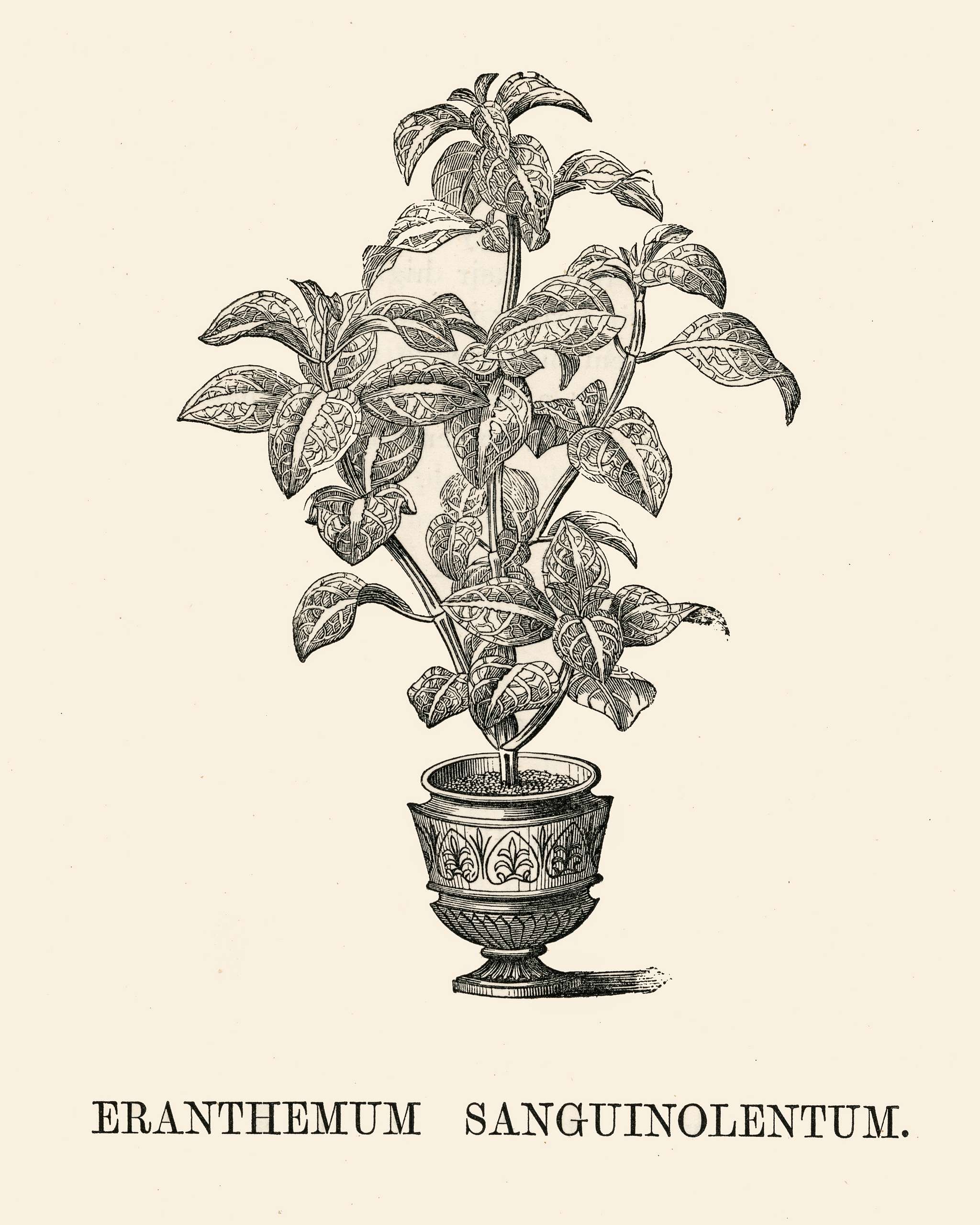 Eranthemum Sanguinolentum engraved by Benjamin Fawcett (1808-1893) for Shirley Hibberd’s (1825-1890) New and Rare... Eranthemum Sanguinolentum engraved by Benjamin Fawcett (1808-1893) for Shirley Hibberd’s (1825-1890) New and Rare...