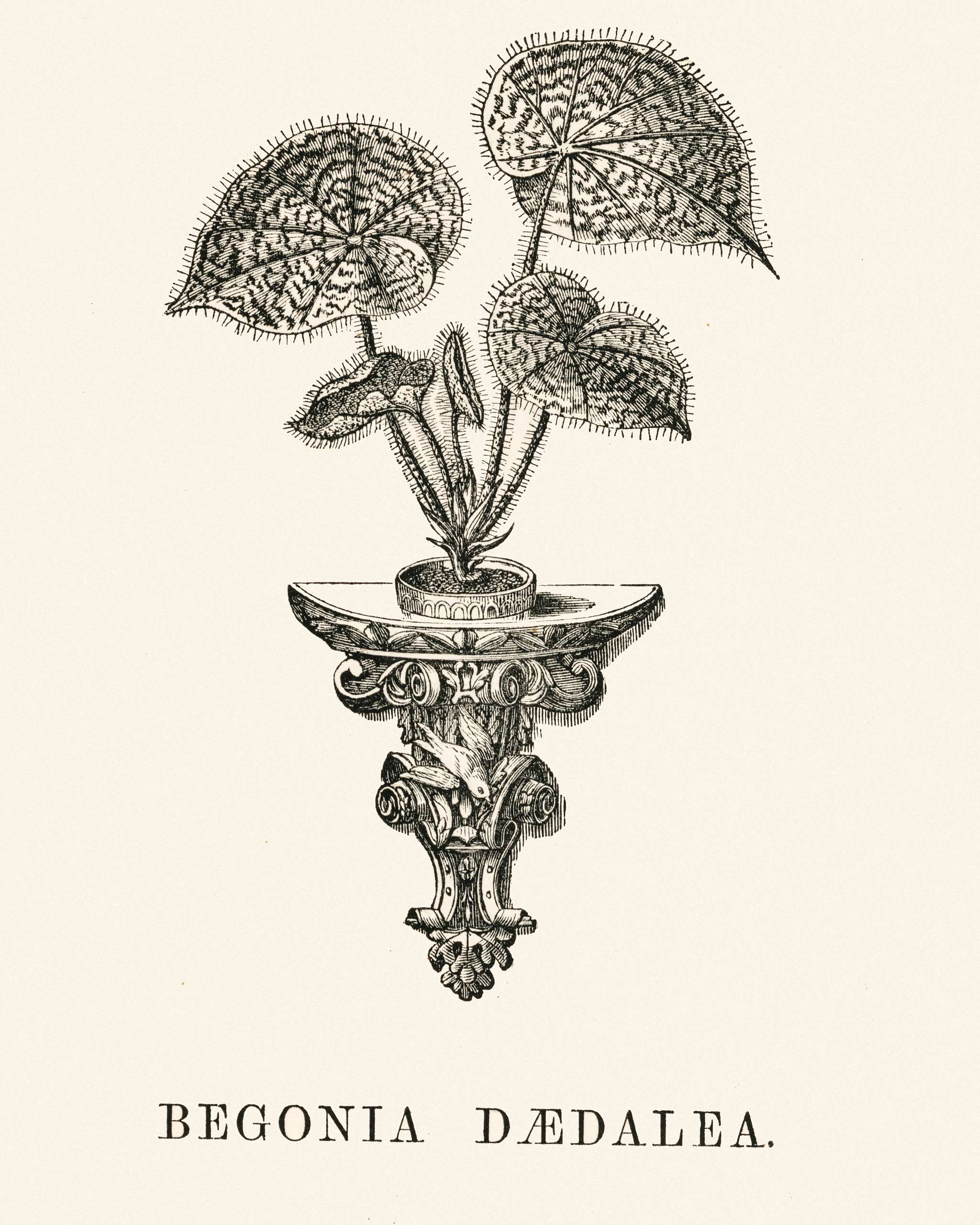 Begonia Daedalea engraved by Benjamin Fawcett (1808-1893) for Shirley Hibberd’s (1825-1890) New and Rare Beautiful-... Begonia Daedalea engraved by Benjamin Fawcett (1808-1893) for Shirley Hibberd’s (1825-1890) New and Rare Beautiful-...