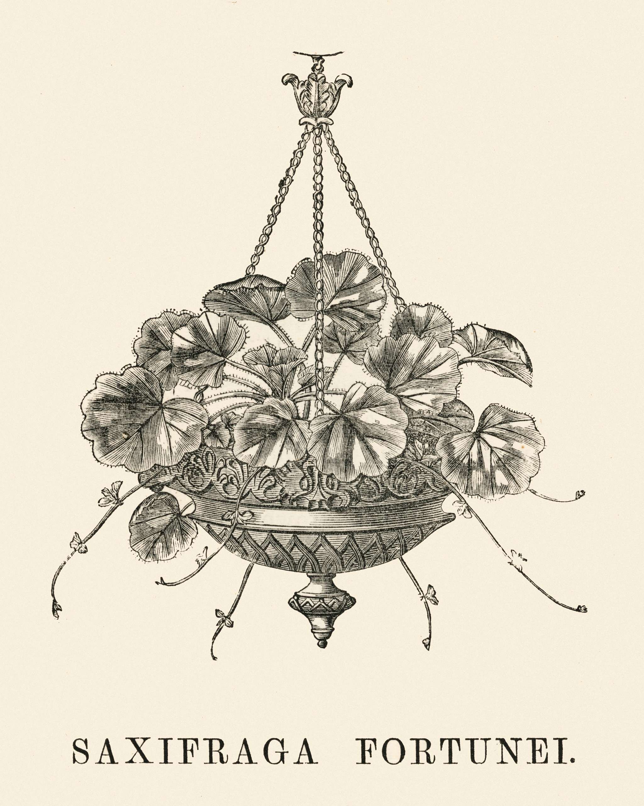 Saxifraga Fortunei engraved by Benjamin Fawcett (1808-1893) for Shirley Hibberd’s (1825-1890) New and Rare Beautiful-... Saxifraga Fortunei engraved by Benjamin Fawcett (1808-1893) for Shirley Hibberd’s (1825-1890) New and Rare Beautiful-...