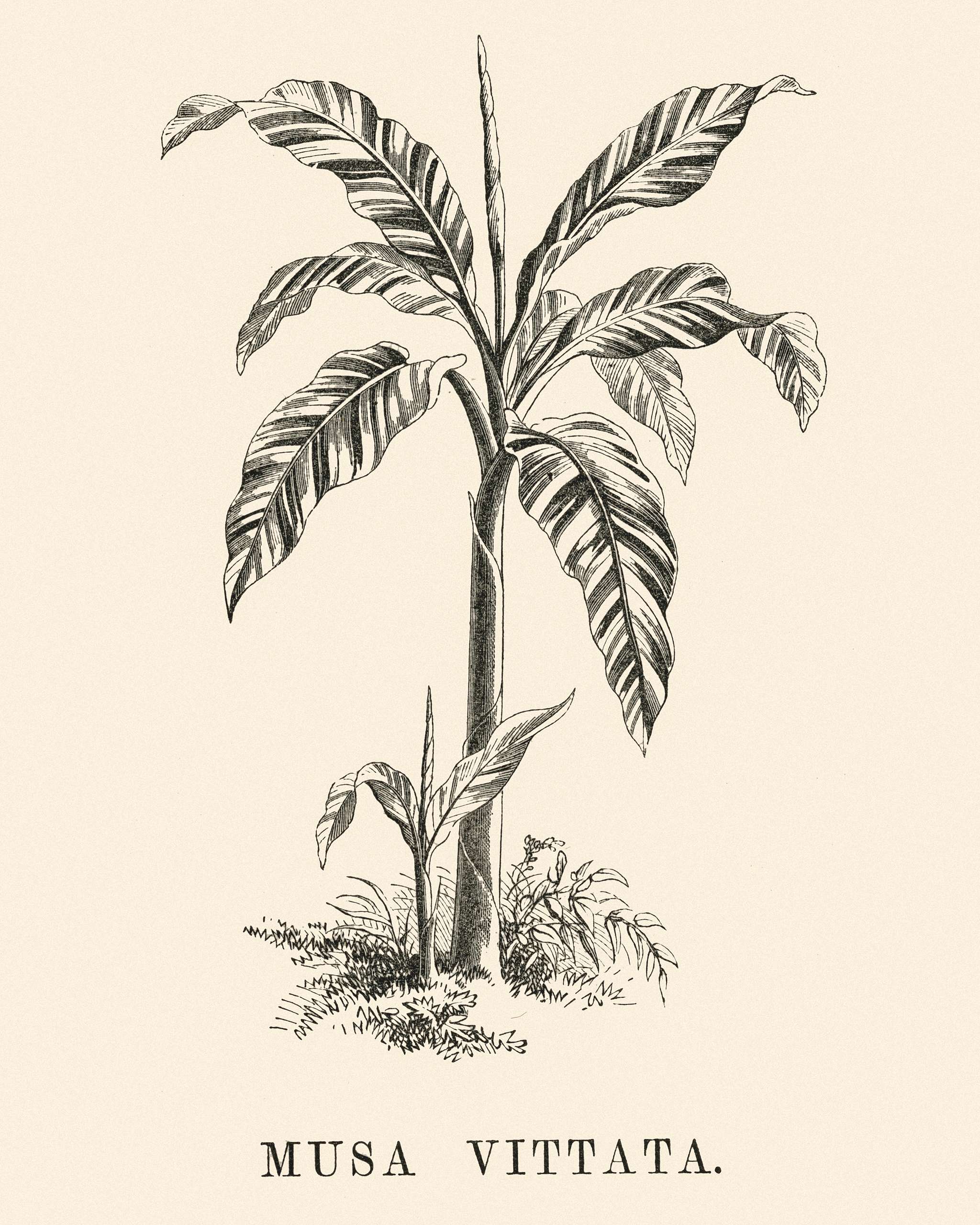 Musa Vittata engraved by Benjamin Fawcett (1808-1893) for Shirley Hibberd’s (1825-1890) New and Rare Beautiful-Leaved... Musa Vittata engraved by Benjamin Fawcett (1808-1893) for Shirley Hibberd’s (1825-1890) New and Rare Beautiful-Leaved...