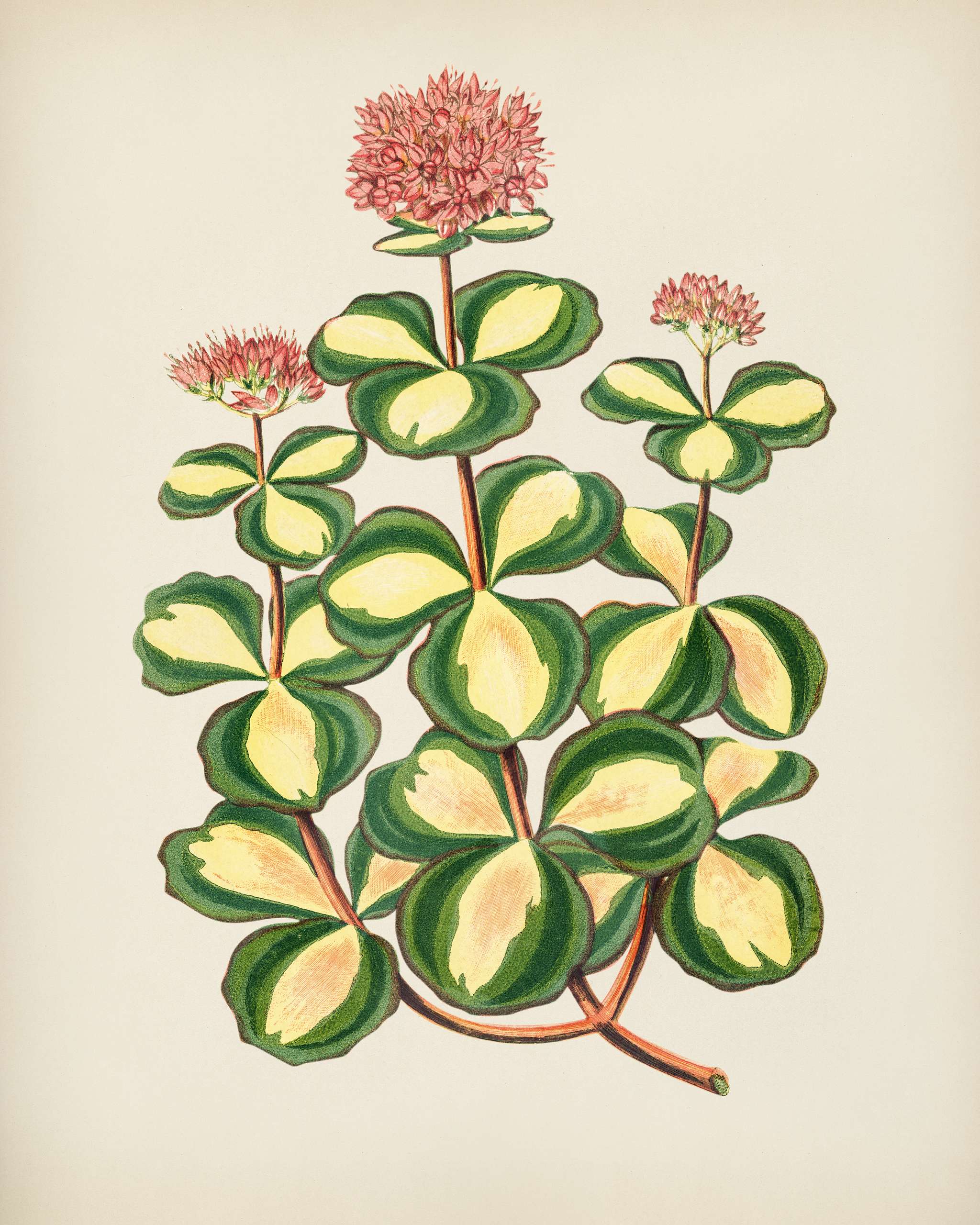 October stonecrop (Sedum sieboldii) engraved by Benjamin Fawcett (1808-1893) for Shirley Hibberd’s (1825-1890) New and... October stonecrop (Sedum sieboldii) engraved by Benjamin Fawcett (1808-1893) for Shirley Hibberd’s (1825-1890) New and...