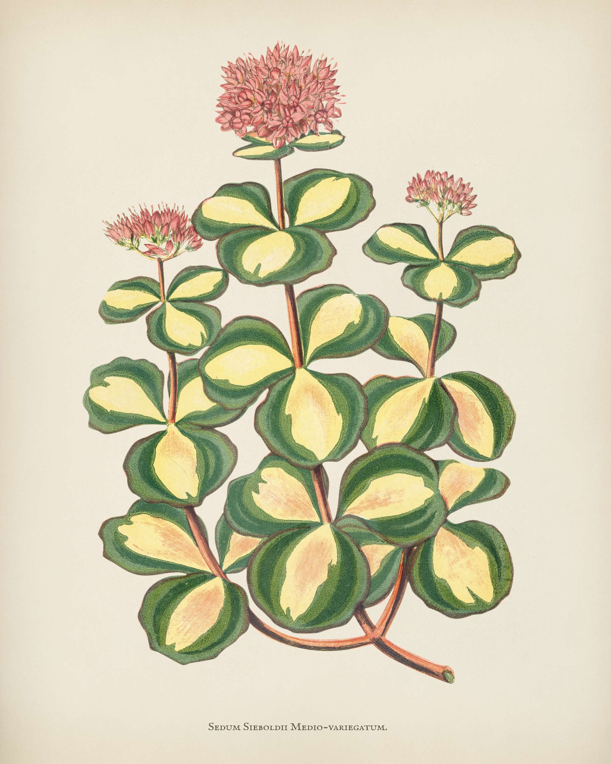 October stonecrop (Sedum sieboldii) engraved by Benjamin Fawcett (1808-1893) for Shirley Hibberd’s (1825-1890) New and... October stonecrop (Sedum sieboldii) engraved by Benjamin Fawcett (1808-1893) for Shirley Hibberd’s (1825-1890) New and...