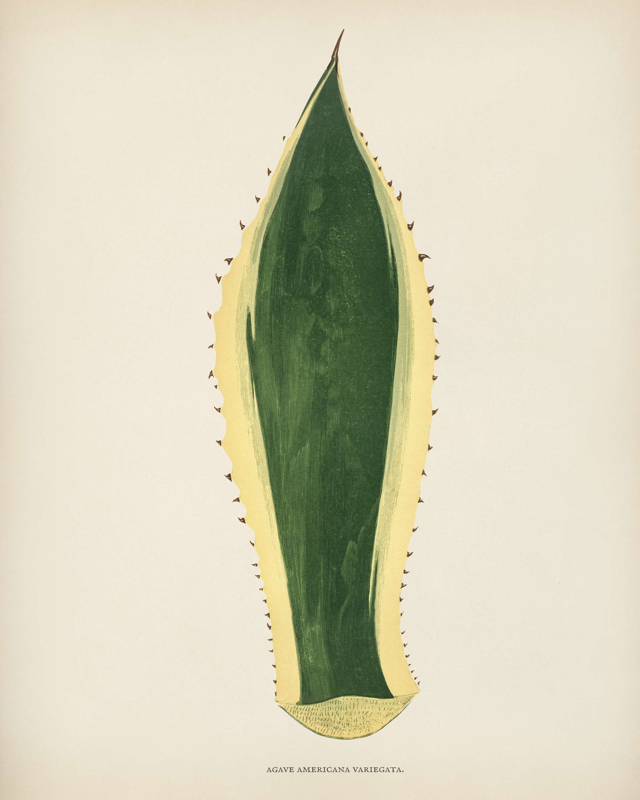Sentry plant (Agave americana Variegata) engraved by Benjamin Fawcett (1808-1893) for Shirley Hibberd’s (1825-1890)... Sentry plant (Agave americana Variegata) engraved by Benjamin Fawcett (1808-1893) for Shirley Hibberd’s (1825-1890)...