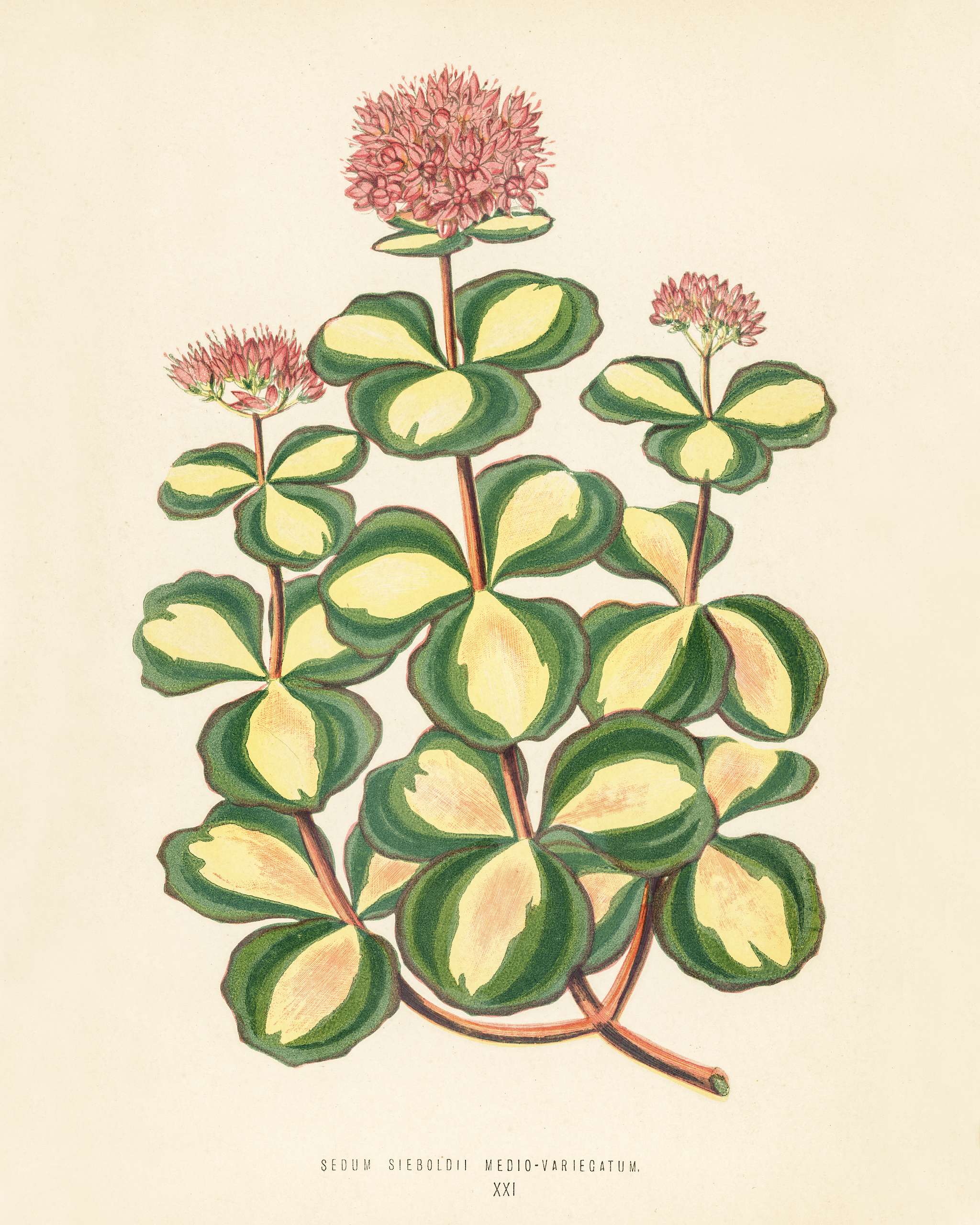 October stonecrop (Sedum sieboldii) engraved by Benjamin Fawcett (1808-1893) for Shirley Hibberd’s (1825-1890) New and... October stonecrop (Sedum sieboldii) engraved by Benjamin Fawcett (1808-1893) for Shirley Hibberd’s (1825-1890) New and...