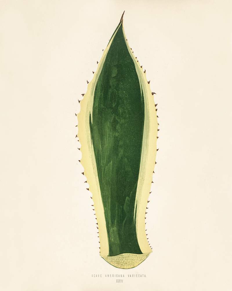 Sentry plant (Agave americana Variegata) engraved by Benjamin Fawcett (1808-1893) for Shirley Hibberd’s (1825-1890) New and Rare Beautiful-Leaved Plants. Digitally enhanced from our own 1929 edition of the publication. Sentry plant (Agave americana Variegata) engraved by Benjamin Fawcett (1808-1893) for Shirley Hibberd’s (1825-1890) New…