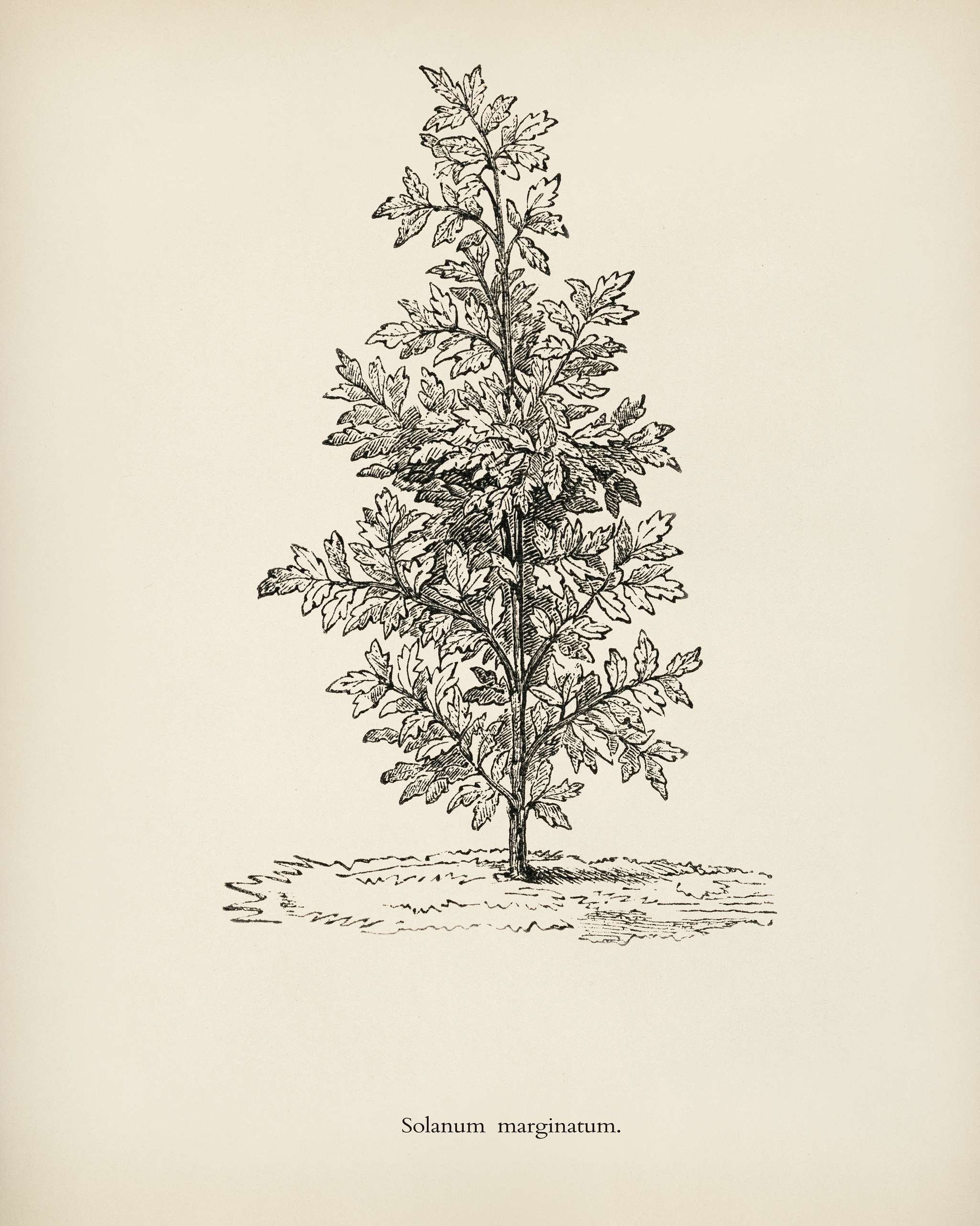 Purple African Nightshade(Solanum Marginatum) engraved by Benjamin Fawcett (1808-1893) for Shirley Hibberd’s (1825-... Purple African Nightshade(Solanum Marginatum) engraved by Benjamin Fawcett (1808-1893) for Shirley Hibberd’s (1825-...
