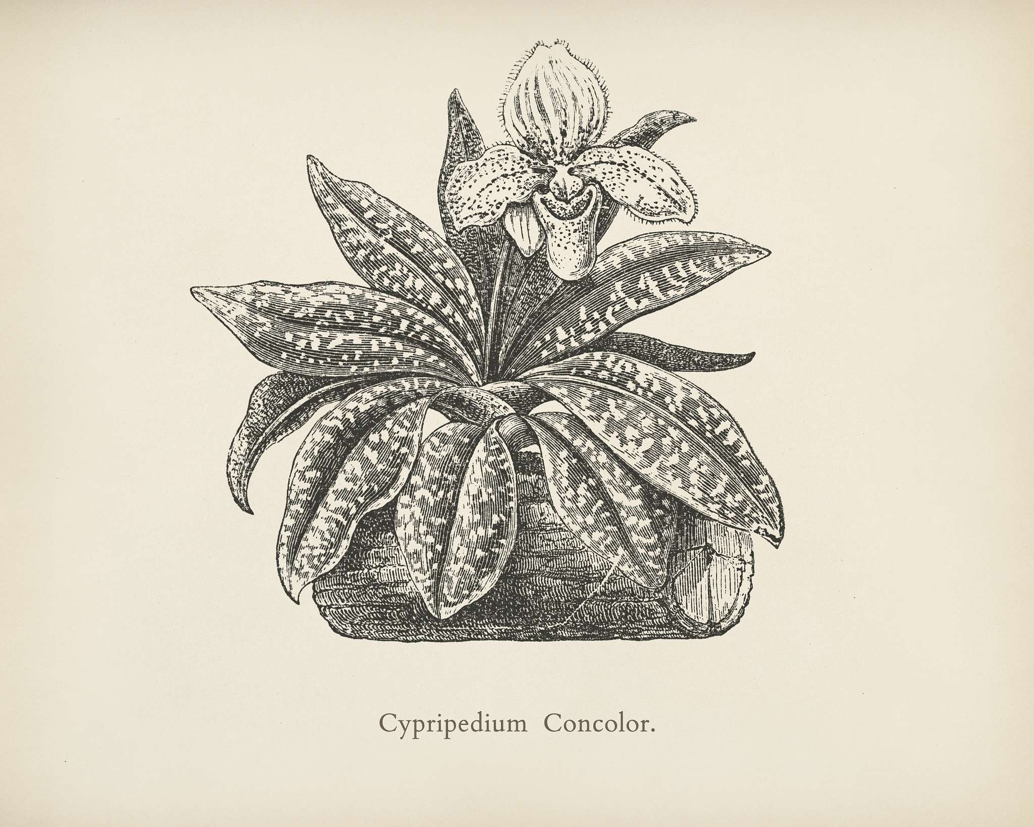 Cypredium Concolor engraved by Benjamin Fawcett (1808-1893) for Shirley Hibberd’s (1825-1890) New and Rare Beautiful-... Cypredium Concolor engraved by Benjamin Fawcett (1808-1893) for Shirley Hibberd’s (1825-1890) New and Rare Beautiful-...