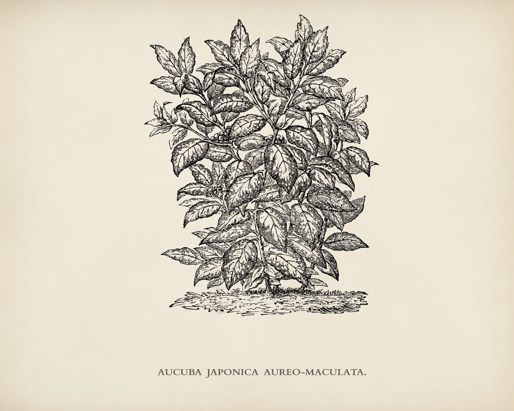 Aucuba Japonica Aureo Maculata engraved by Benjamin Fawcett (1808-1893) for Shirley Hibberd’s (1825-1890) New and Rare... Aucuba Japonica Aureo Maculata engraved by Benjamin Fawcett (1808-1893) for Shirley Hibberd’s (1825-1890) New and Rare...