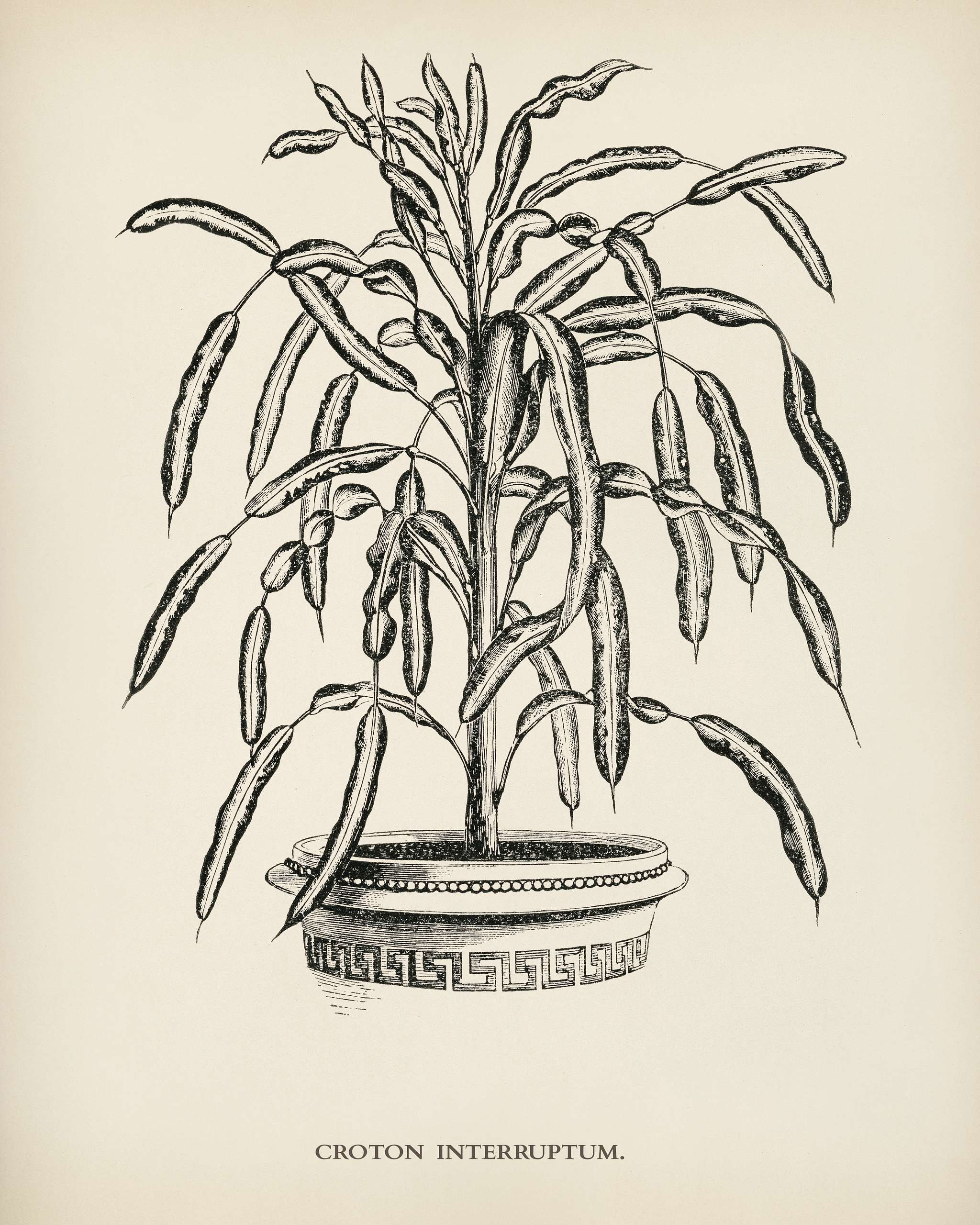 Croton Interruptum engraved by Benjamin Fawcett (1808-1893) for Shirley Hibberd’s (1825-1890) New and Rare Beautiful-... Croton Interruptum engraved by Benjamin Fawcett (1808-1893) for Shirley Hibberd’s (1825-1890) New and Rare Beautiful-...