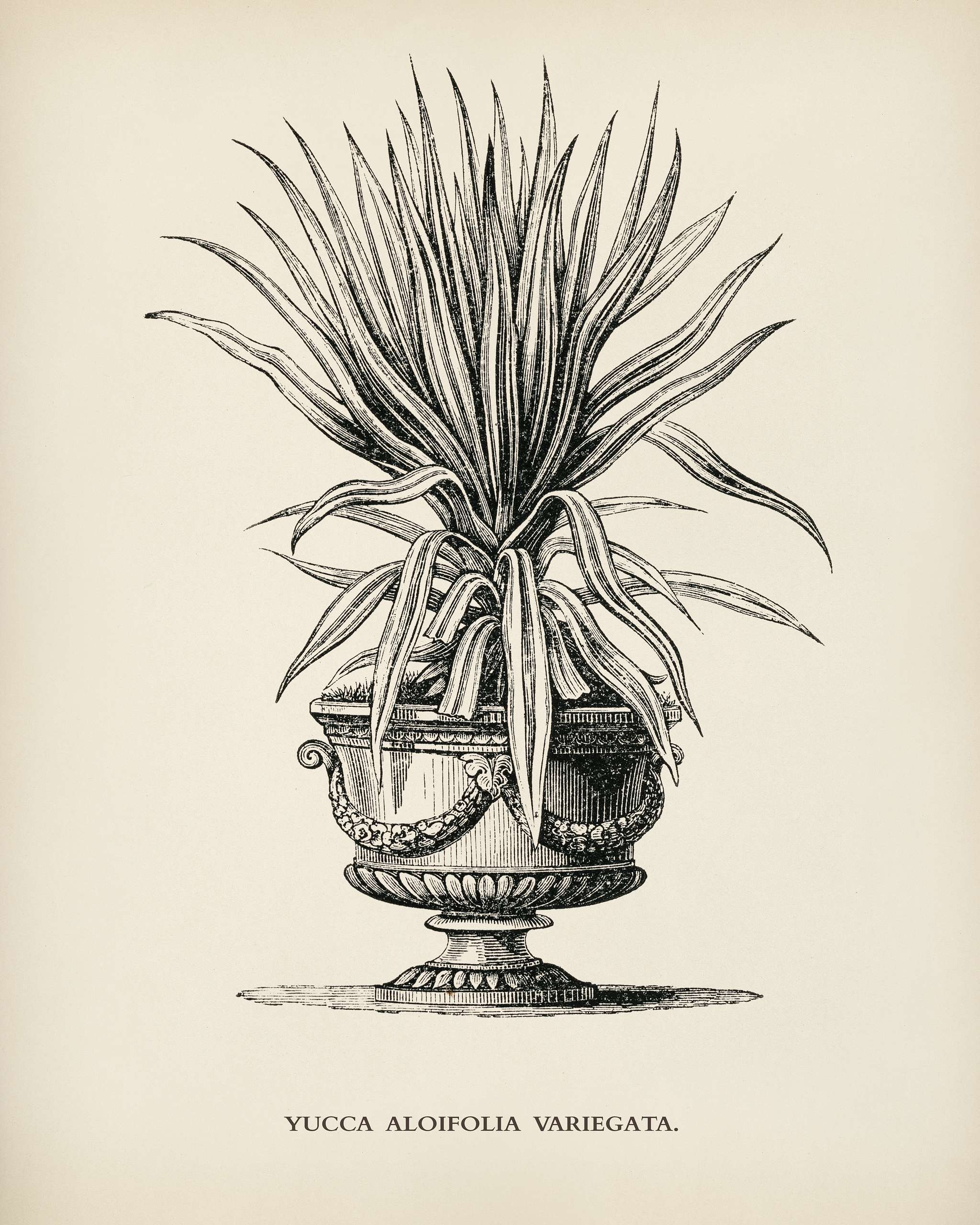 Dagger plant (Yucca aloifolia variegata) engraved by Benjamin Fawcett (1808-1893) for Shirley Hibberd’s (1825-1890)... Dagger plant (Yucca aloifolia variegata) engraved by Benjamin Fawcett (1808-1893) for Shirley Hibberd’s (1825-1890)...
