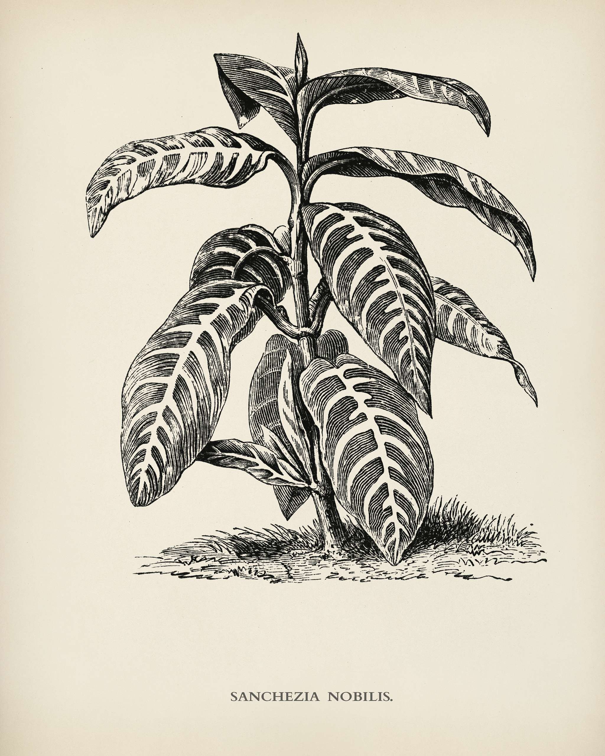 Sanchezia Nobilis engraved by Benjamin Fawcett (1808-1893) for Shirley Hibberd’s (1825-1890) New and Rare Beautiful-... Sanchezia Nobilis engraved by Benjamin Fawcett (1808-1893) for Shirley Hibberd’s (1825-1890) New and Rare Beautiful-...