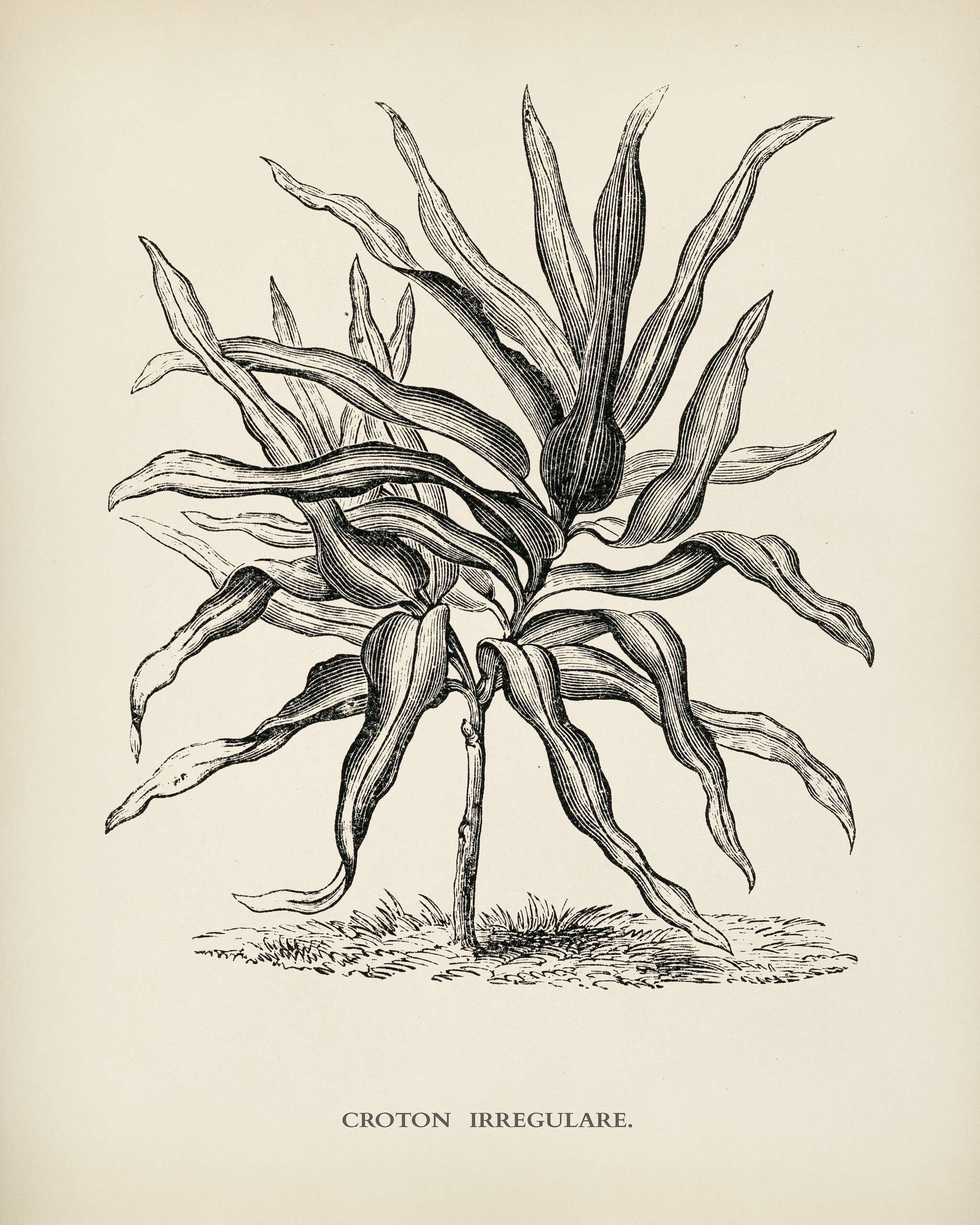 Croton Irregulare engraved by Benjamin Fawcett (1808-1893) for Shirley Hibberd’s (1825-1890) New and Rare Beautiful-... Croton Irregulare engraved by Benjamin Fawcett (1808-1893) for Shirley Hibberd’s (1825-1890) New and Rare Beautiful-...