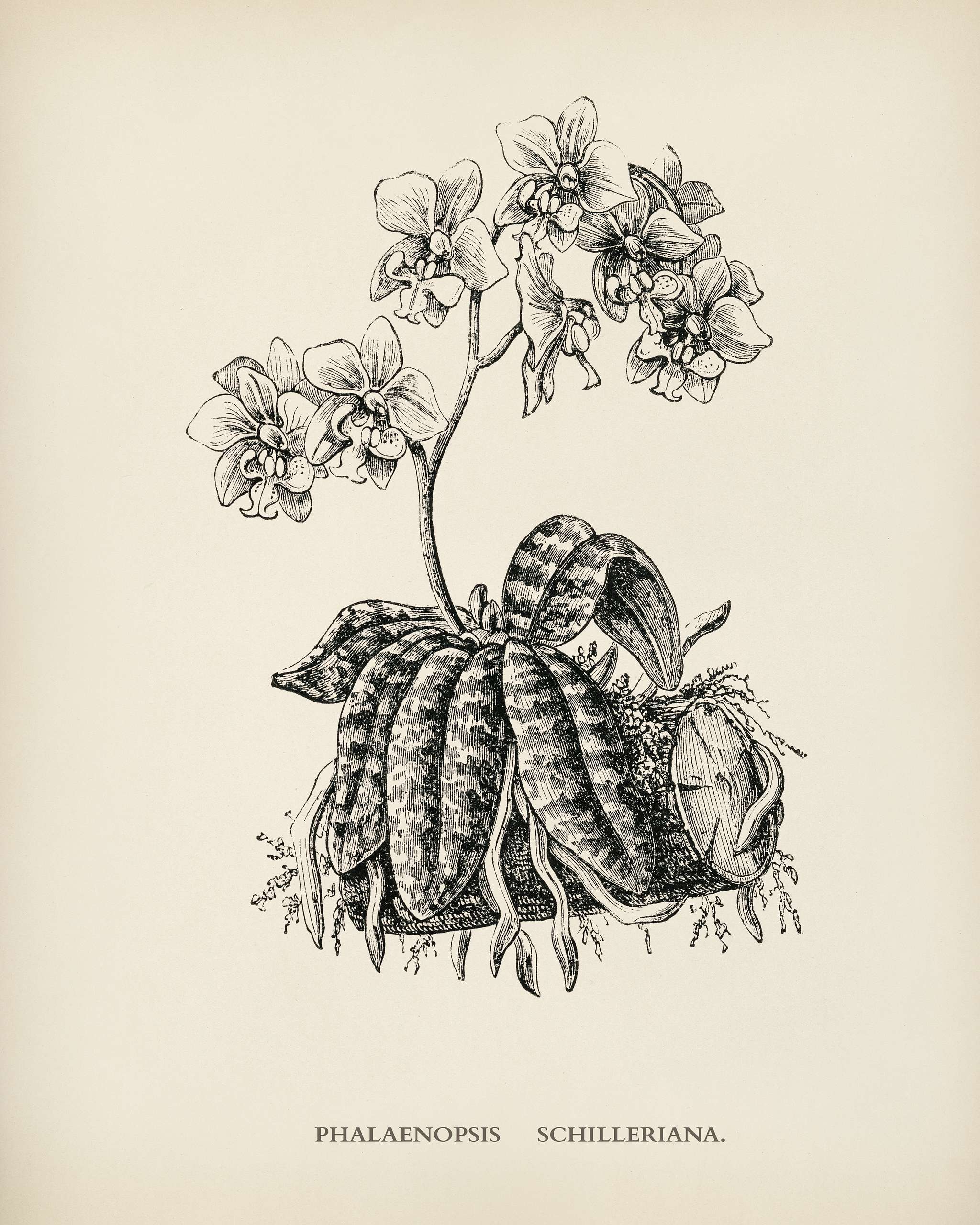 Moth Orchid (Phalaenopsis Schilleriana) engraved by Benjamin Fawcett (1808-1893) for Shirley Hibberd’s (1825-1890) New... Moth Orchid (Phalaenopsis Schilleriana) engraved by Benjamin Fawcett (1808-1893) for Shirley Hibberd’s (1825-1890) New...