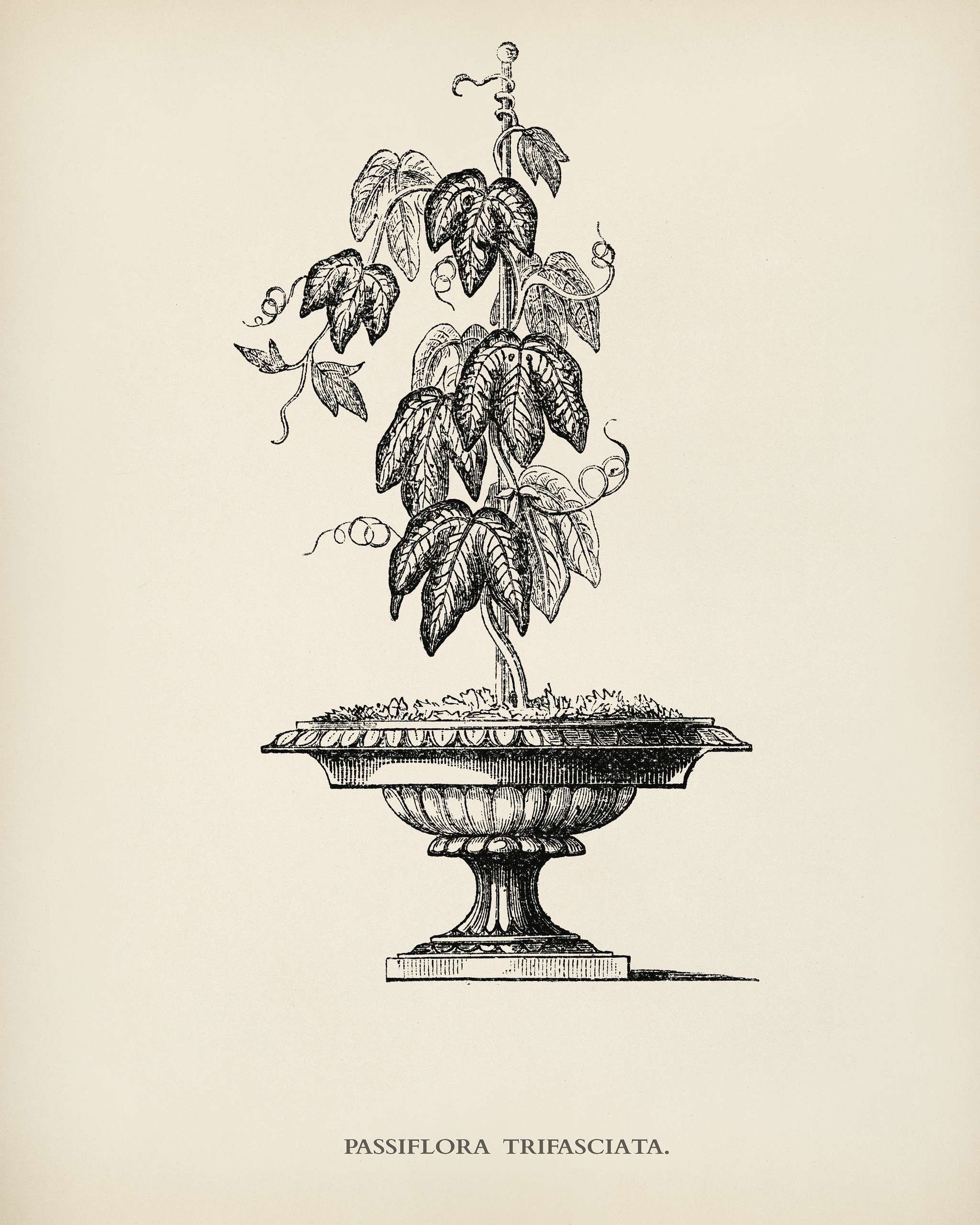 Tri-colored Passion Vine (Passiflora Trifasciata) engraved by Benjamin Fawcett (1808-1893) for Shirley Hibberd’s (1825... Tri-colored Passion Vine (Passiflora Trifasciata) engraved by Benjamin Fawcett (1808-1893) for Shirley Hibberd’s (1825...