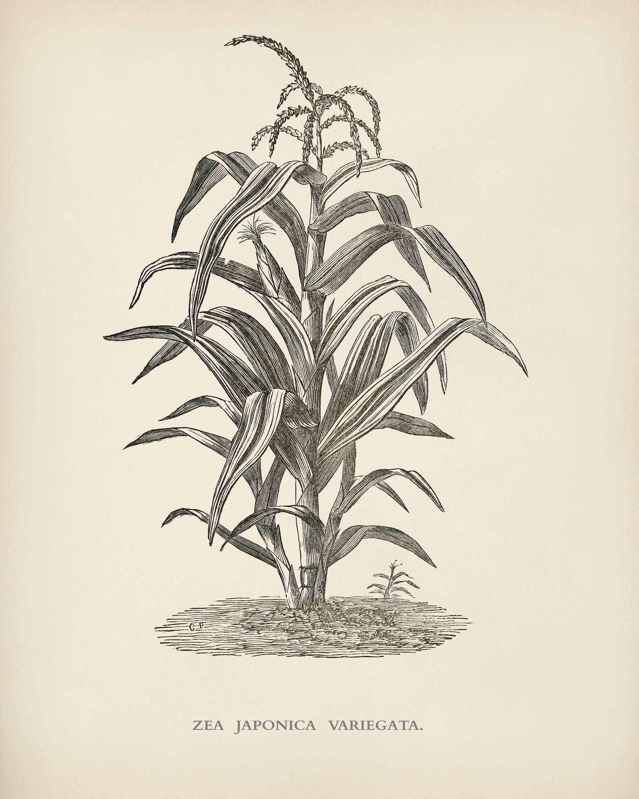 Variegated Japanese Corn ( Zea japonica variegata) engraved by Benjamin Fawcett (1808-1893) for Shirley Hibberd’s (... Variegated Japanese Corn ( Zea japonica variegata) engraved by Benjamin Fawcett (1808-1893) for Shirley Hibberd’s (...