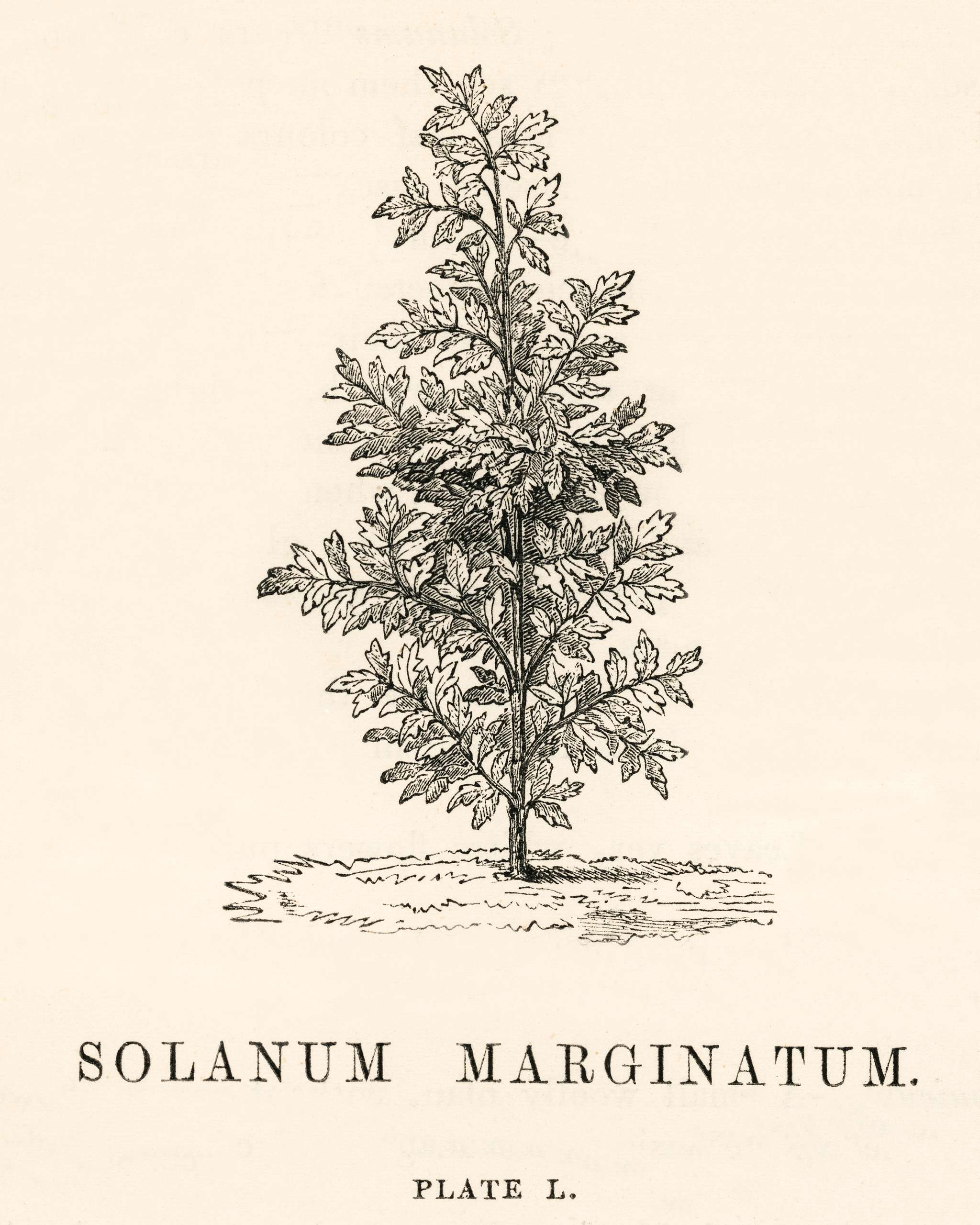Purple African nightshade (Solanum Marginatum) engraved by Benjamin Fawcett (1808-1893) for Shirley Hibberd’s (1825-... Purple African nightshade (Solanum Marginatum) engraved by Benjamin Fawcett (1808-1893) for Shirley Hibberd’s (1825-...
