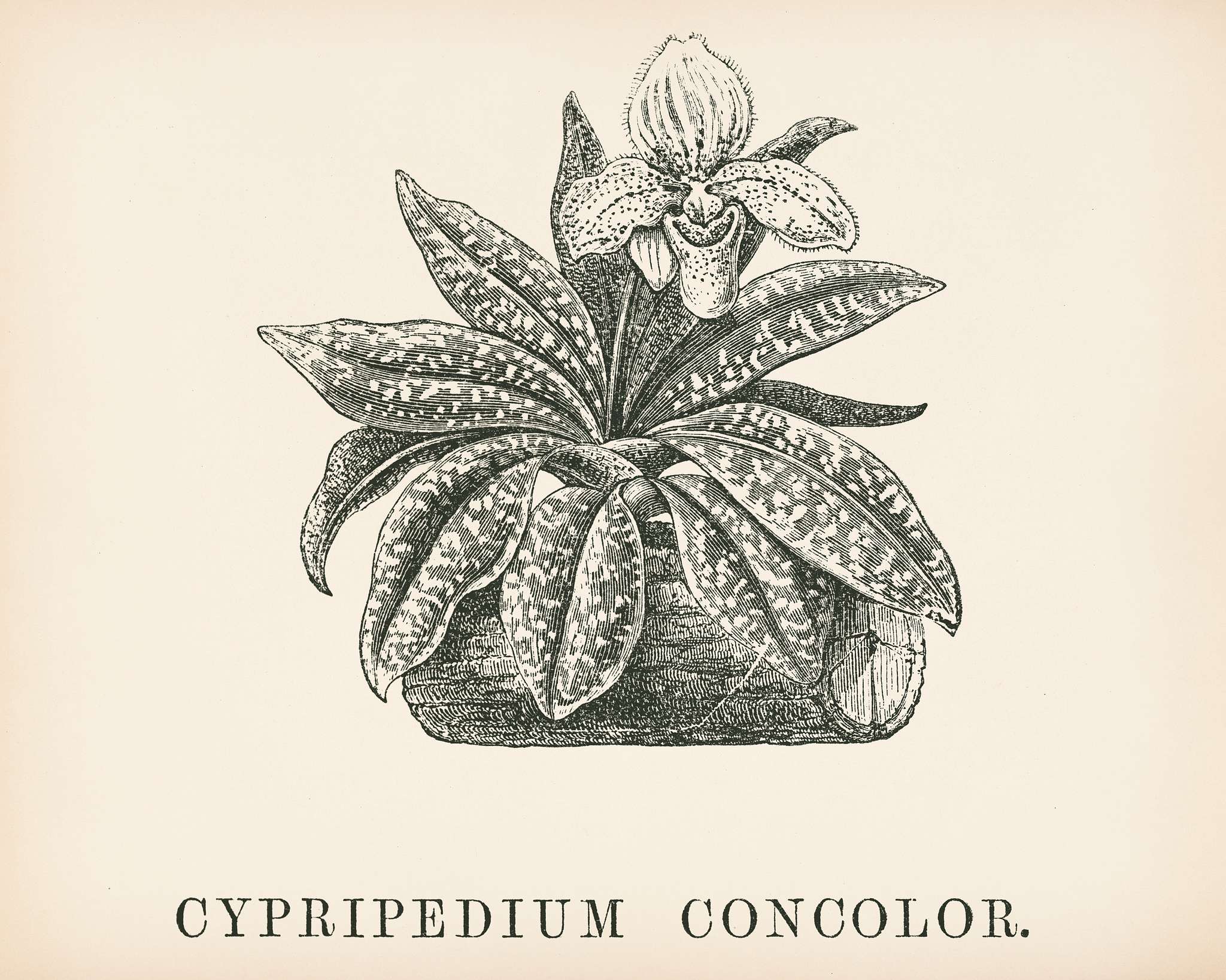 Cypripedium Concolor engraved by Benjamin Fawcett (1808-1893) for Shirley Hibberd’s (1825-1890) New and Rare Beautiful... Cypripedium Concolor engraved by Benjamin Fawcett (1808-1893) for Shirley Hibberd’s (1825-1890) New and Rare Beautiful...