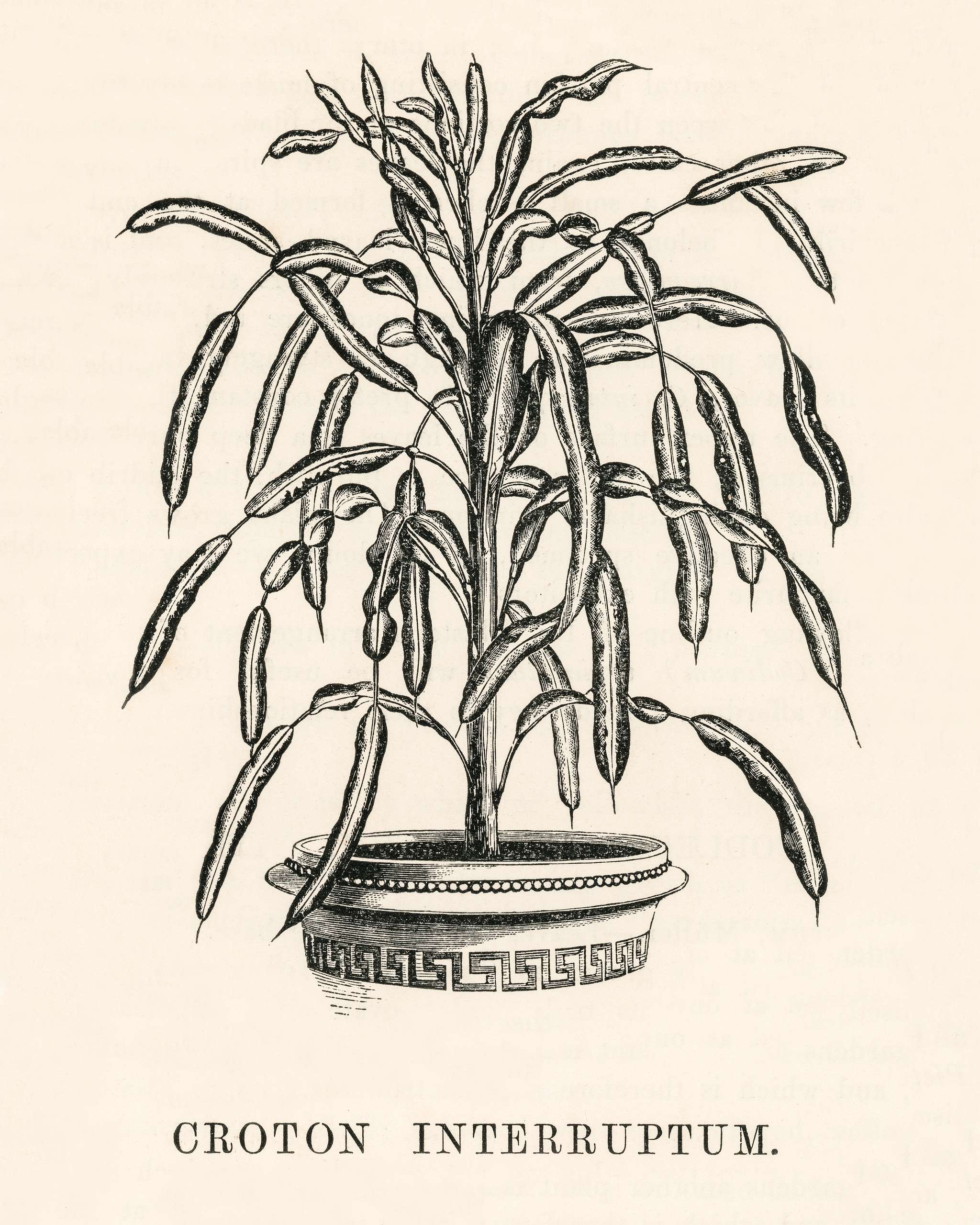 Croton Interruptum engraved by Benjamin Fawcett (1808-1893) for Shirley Hibberd’s (1825-1890) New and Rare Beautiful-... Croton Interruptum engraved by Benjamin Fawcett (1808-1893) for Shirley Hibberd’s (1825-1890) New and Rare Beautiful-...